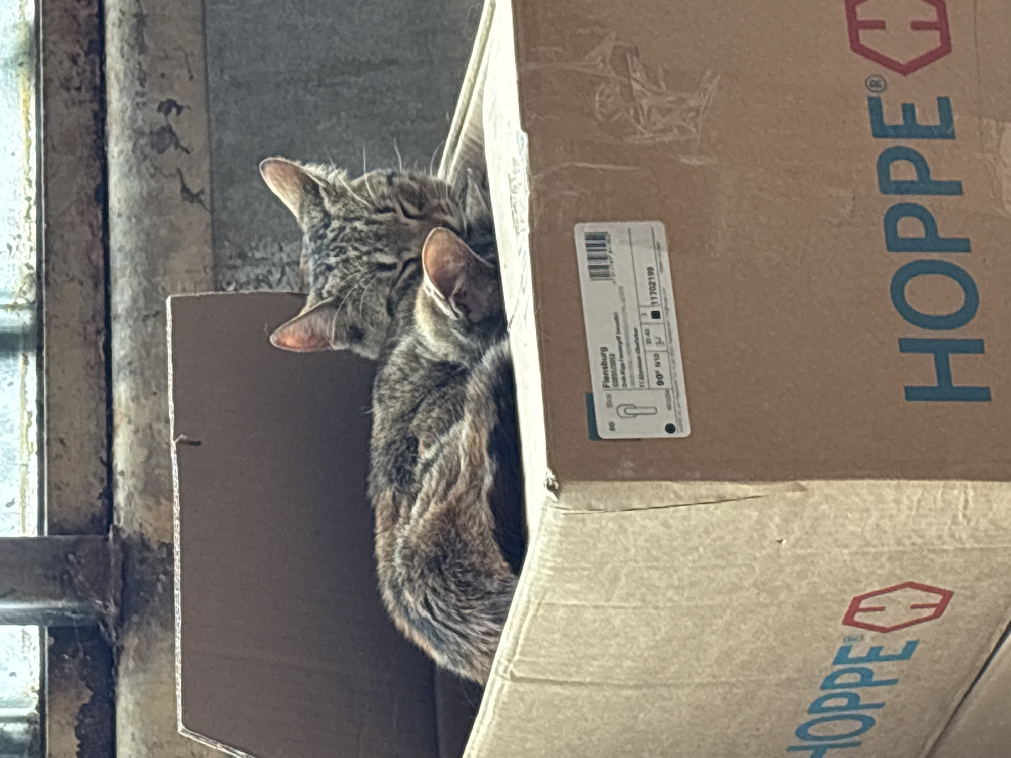 Tabby cats sleep in cardboard boxes in Bulgaria