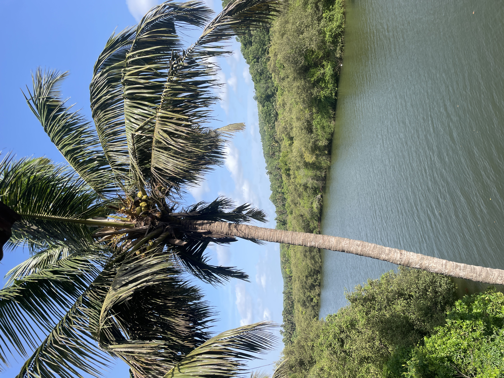 Coconut palms and green water along a Marna riverbank