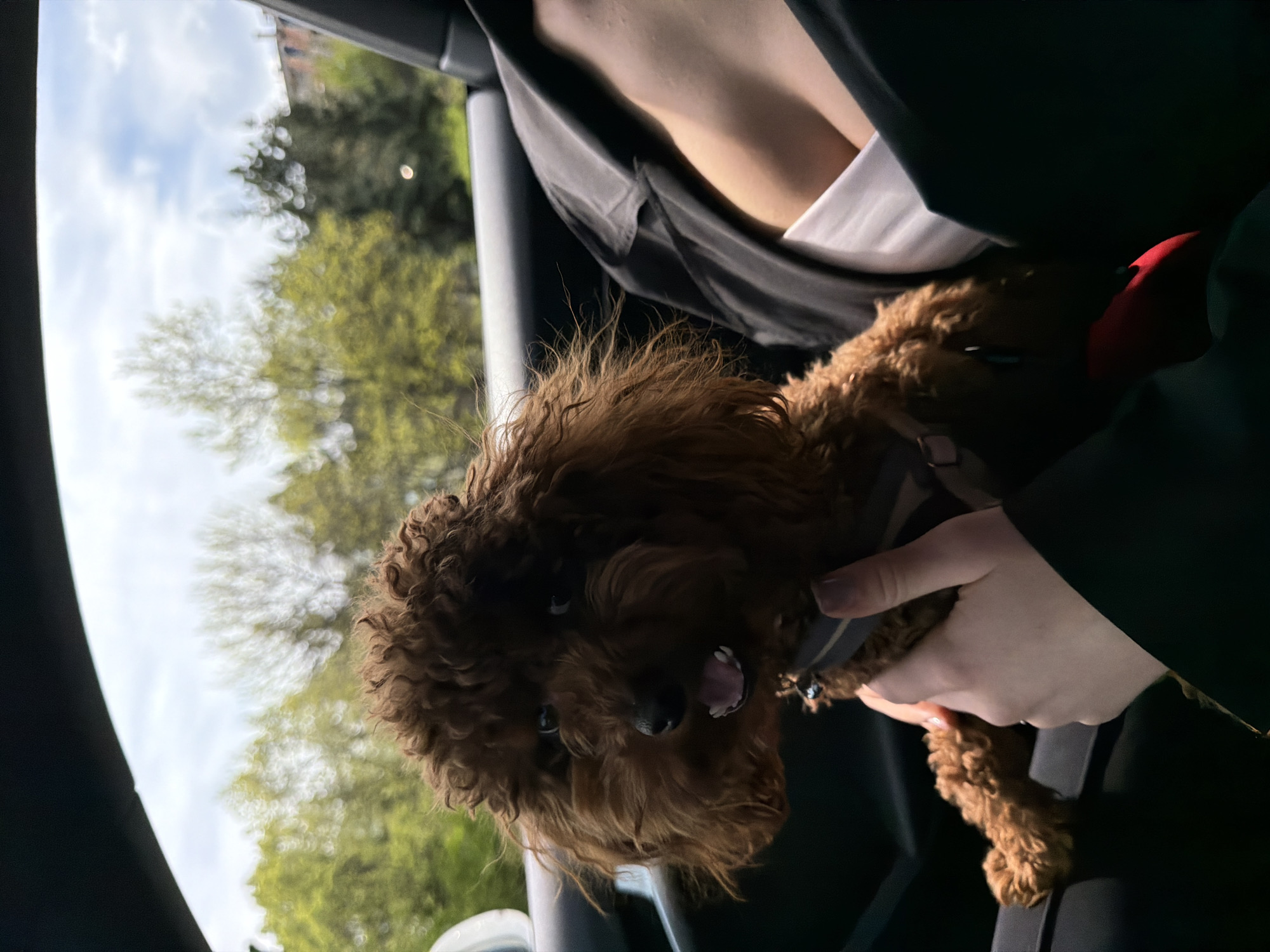 Small brown dog held by passenger in Sofia car