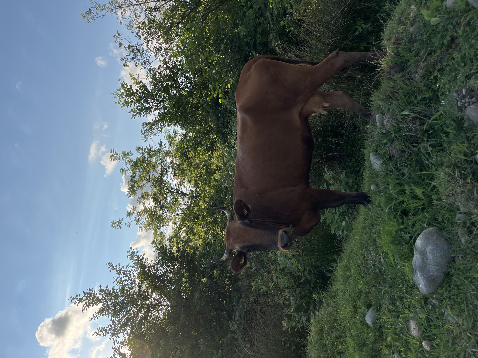 Livestock, dirt roads, and quiet rural life in Ureki, Georgia