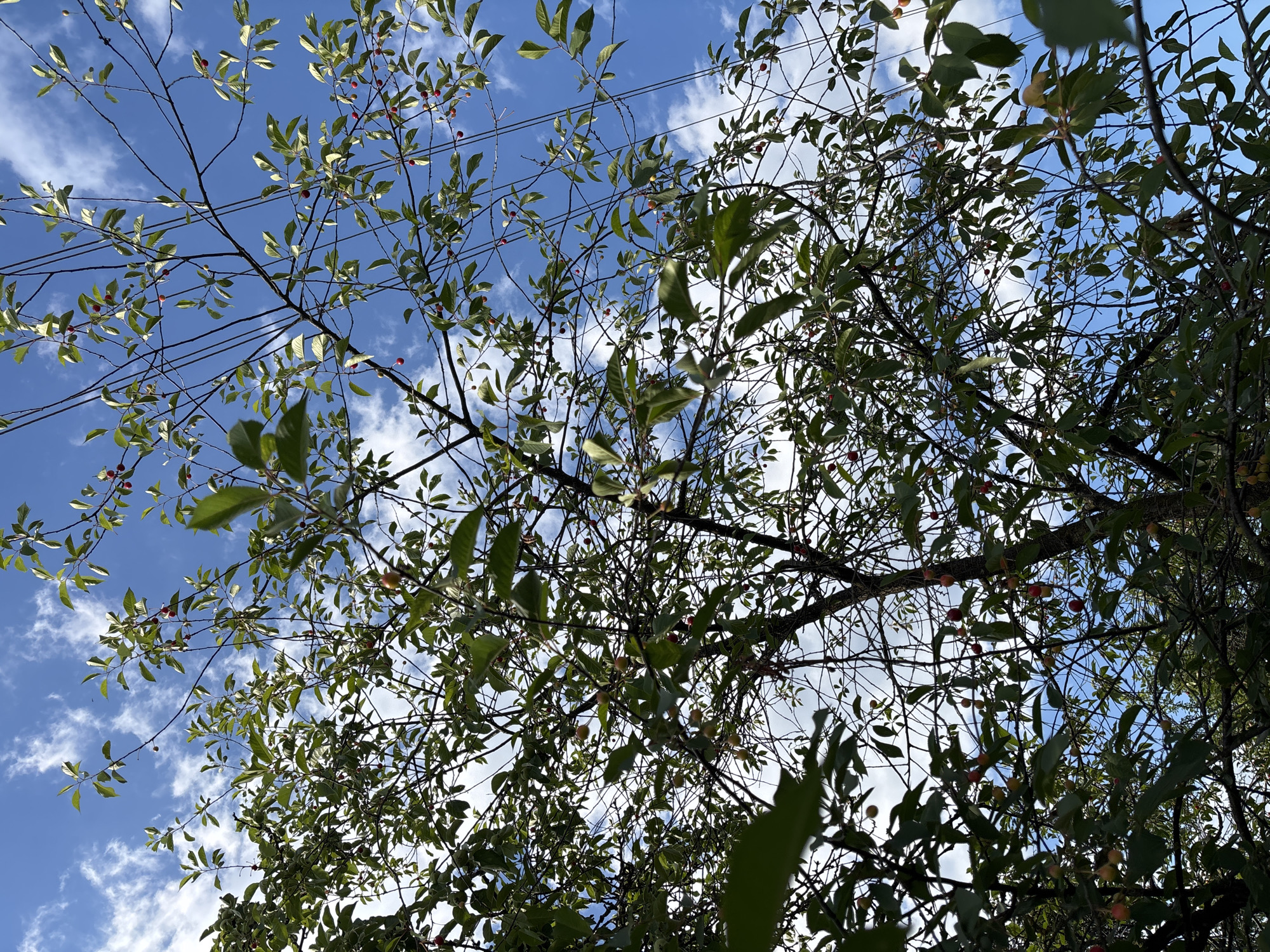 Trees, berries, and open sky in rural Belarus