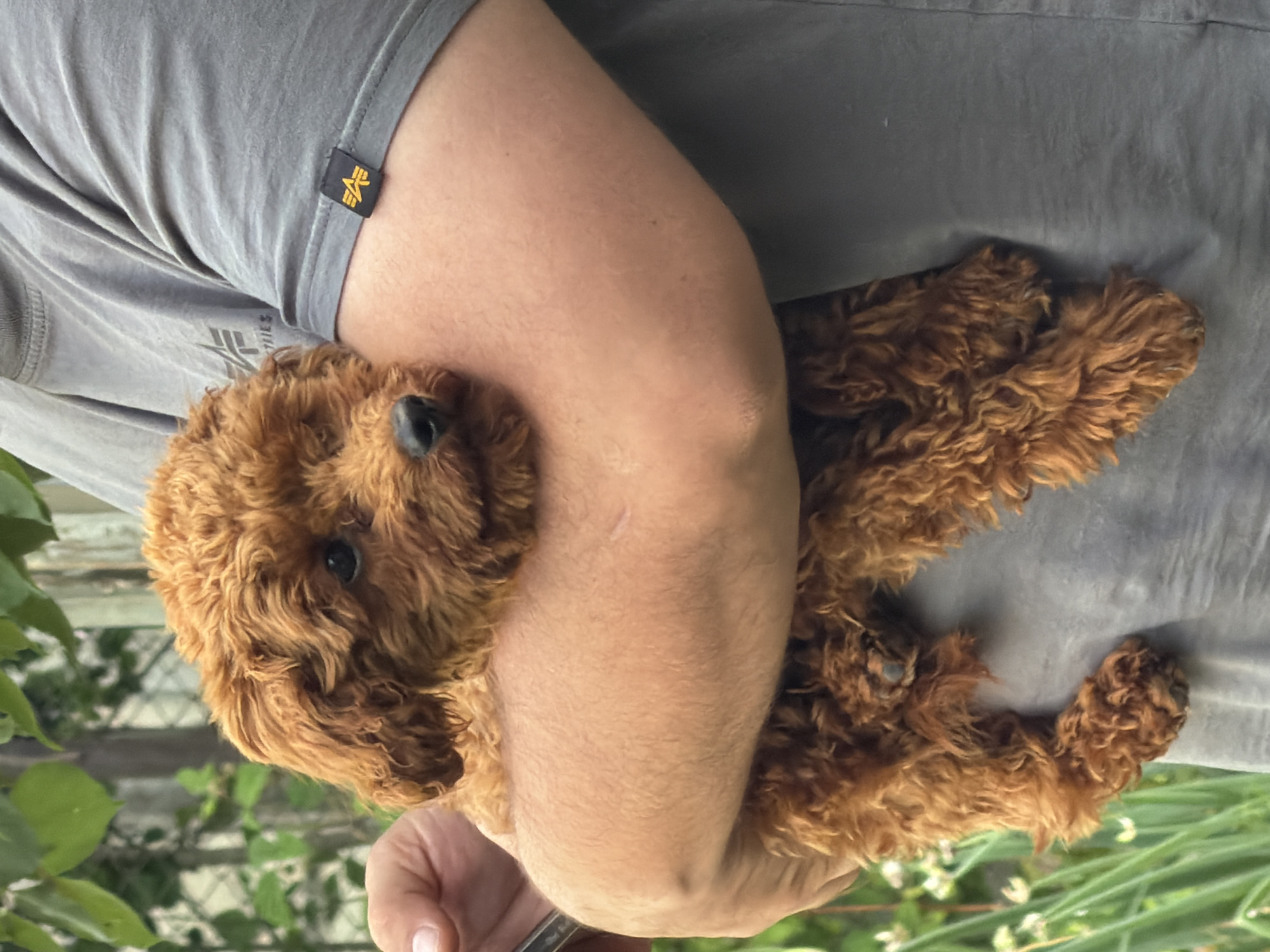 Poodle puppy playtime and cuddles in Sofia