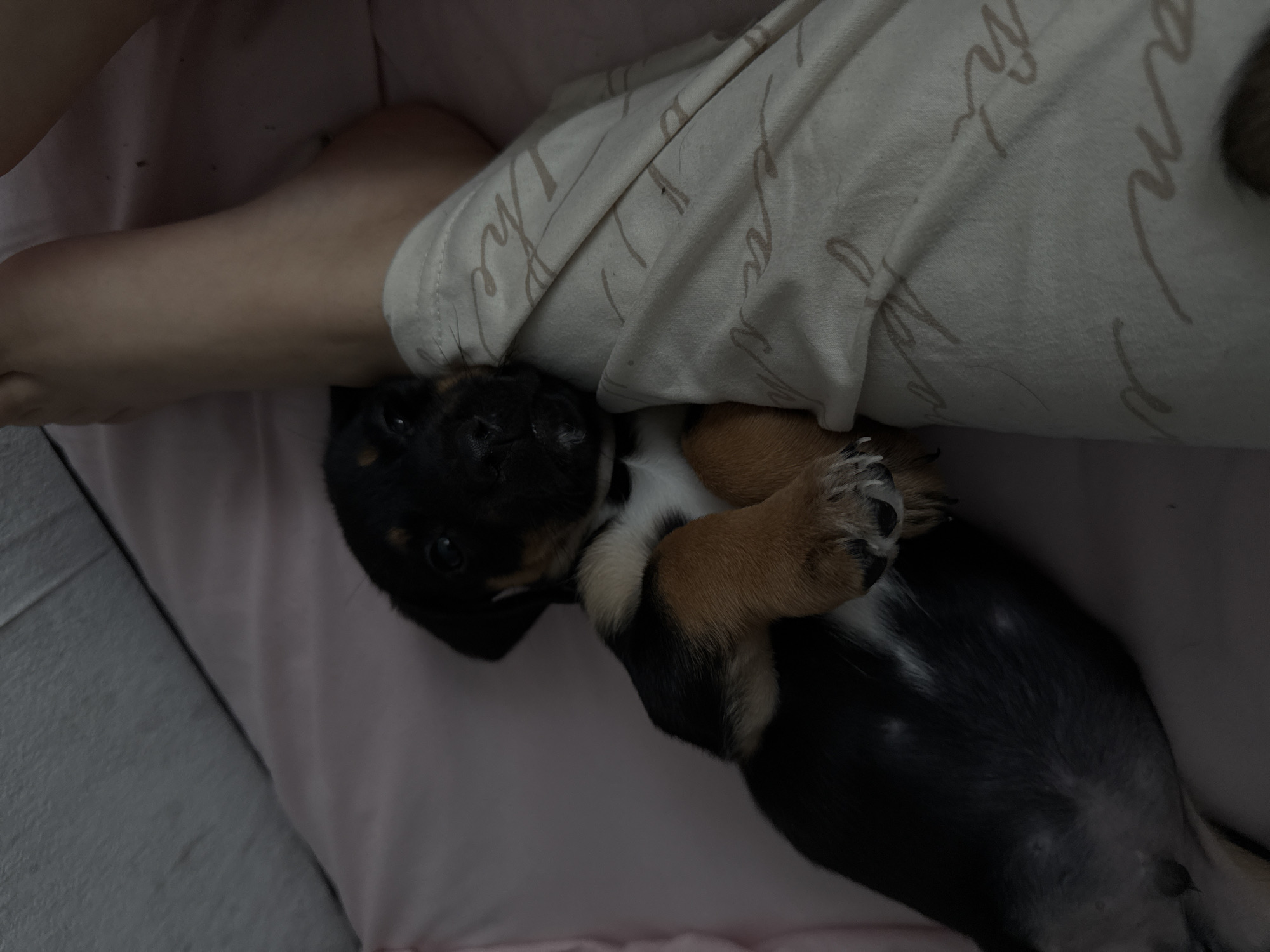 Puppies Sleep and Play During Quiet Morning in Birobidzhan