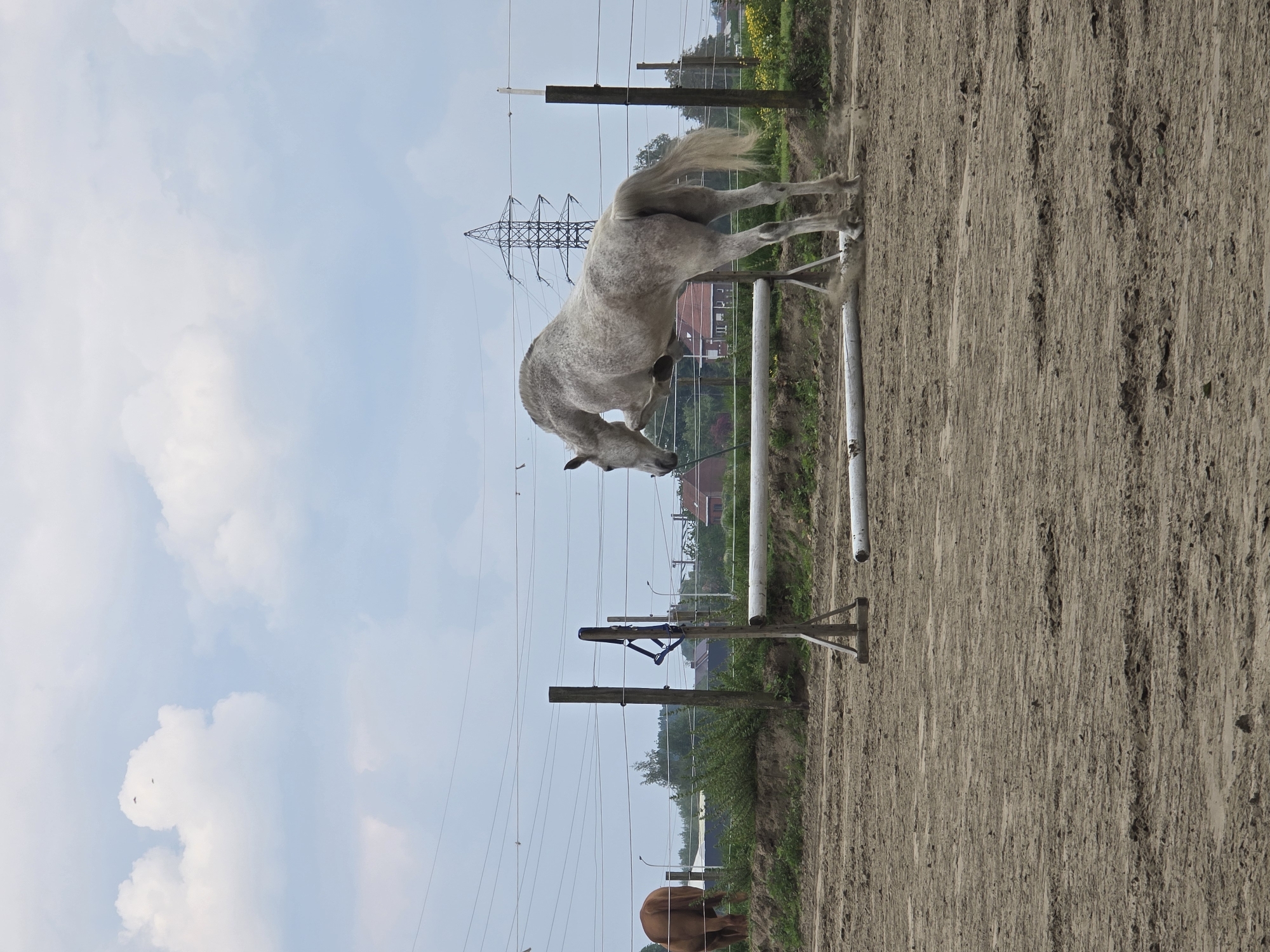 Horse jumping training session observed in Belgian equestrian arena