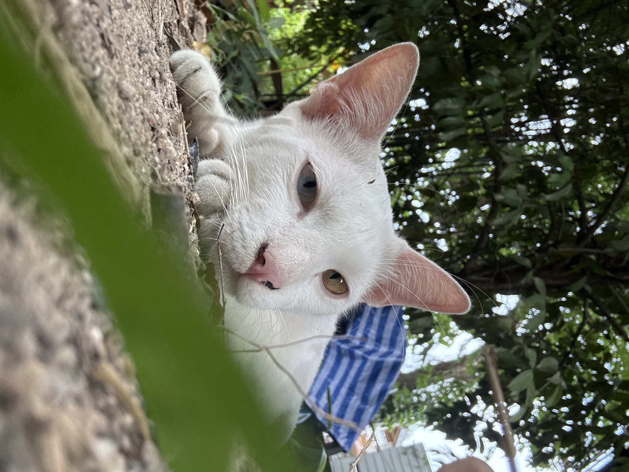 Odd-eyed white cat lounging in the dirt on Koh Phangan