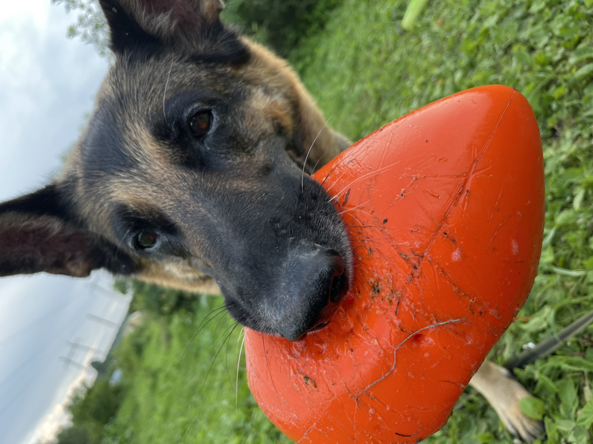 Dogs fetch frisbees in a Nizhny Tagil field, burgers on the side