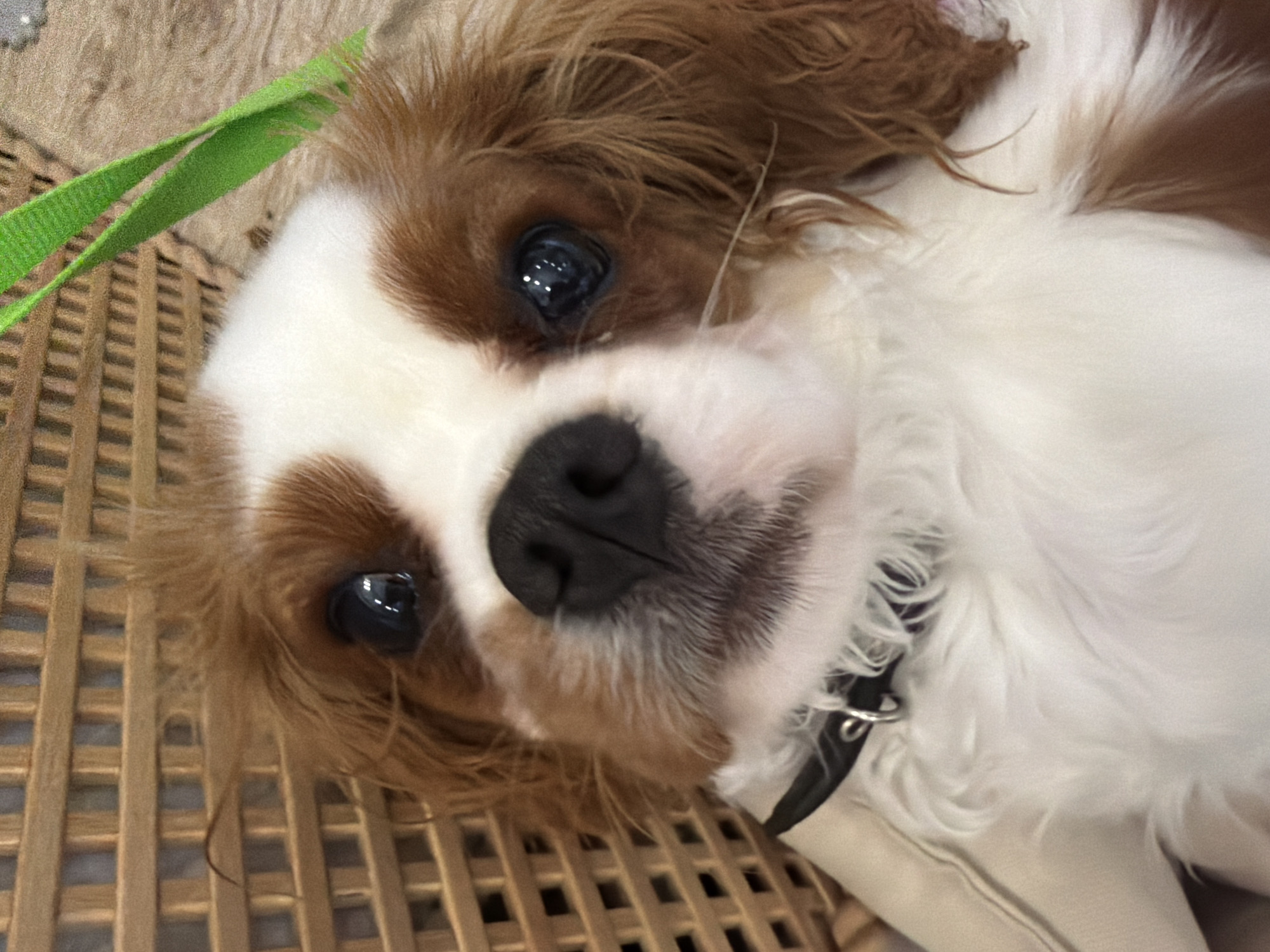 Cavalier King Charles Spaniel puppy in a casual home photo session