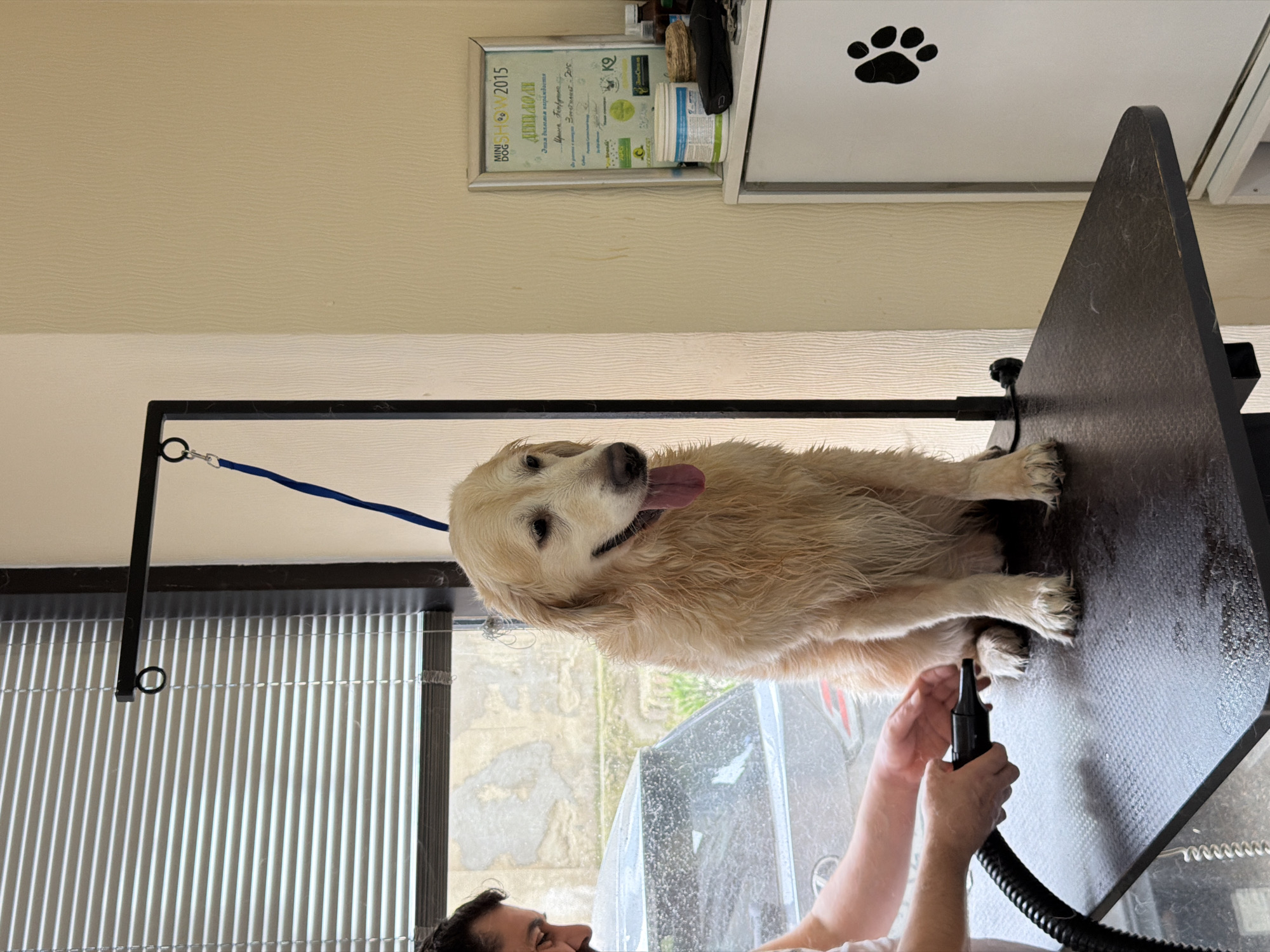 Golden Retriever receives professional grooming service in Tbilisi salon