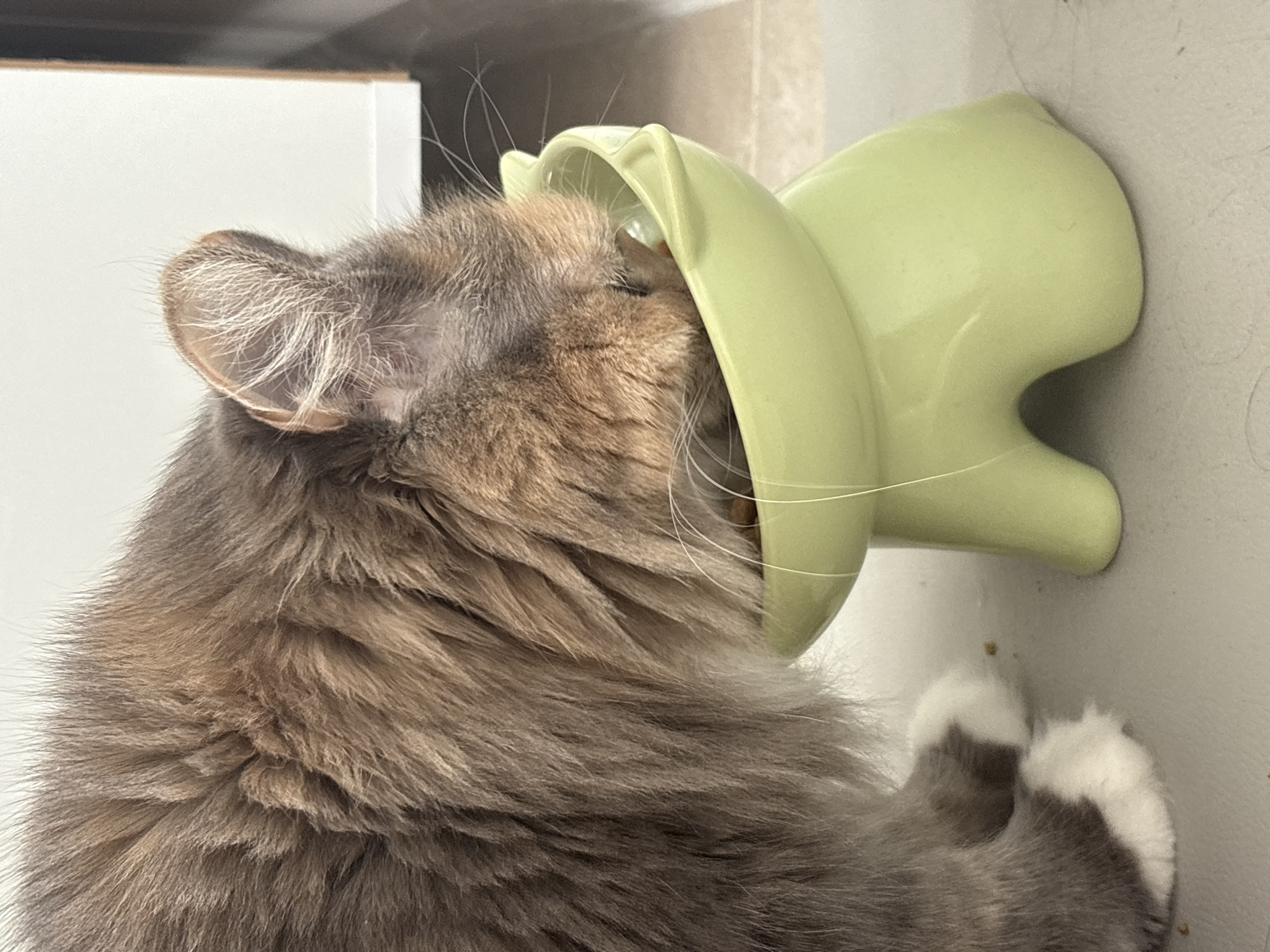 Cats, collectibles, and Buddha masks on a cloudy morning indoors
