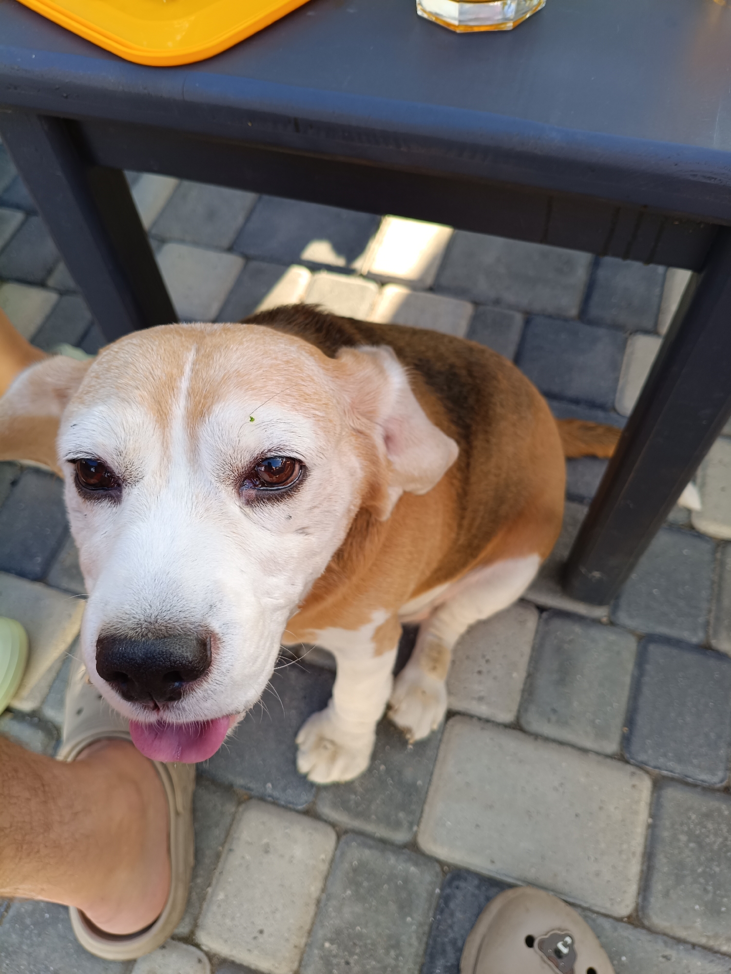 Beagle with a leaf on its forehead roams a sunny patio