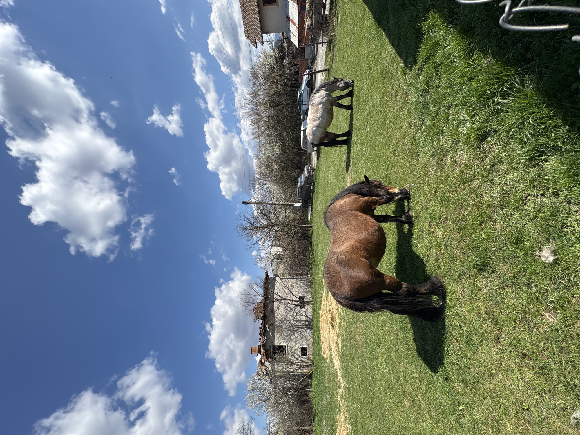Horses graze in spring fields near Chavdar, Bulgaria