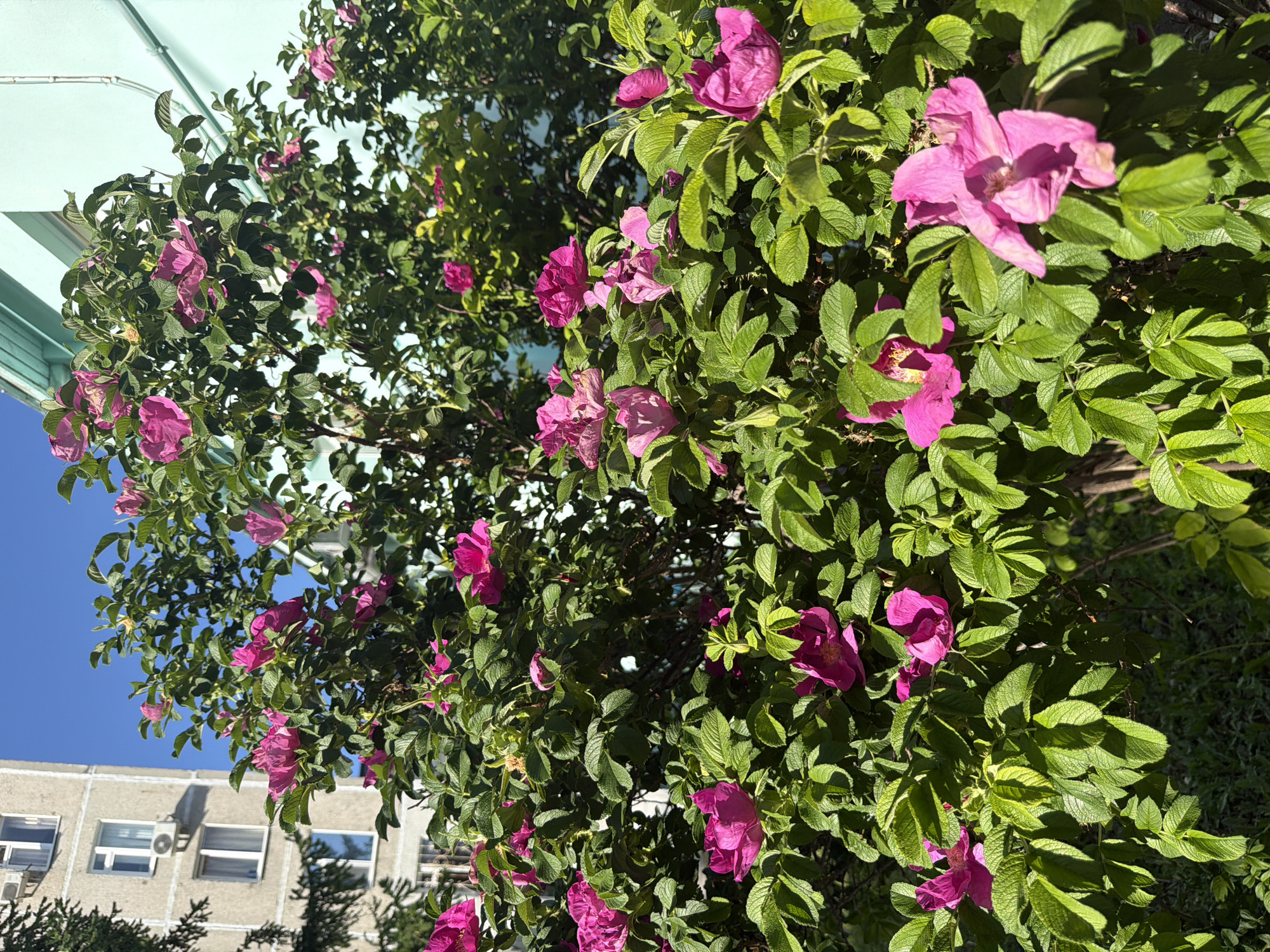 Pink flowering bush blooms in urban setting