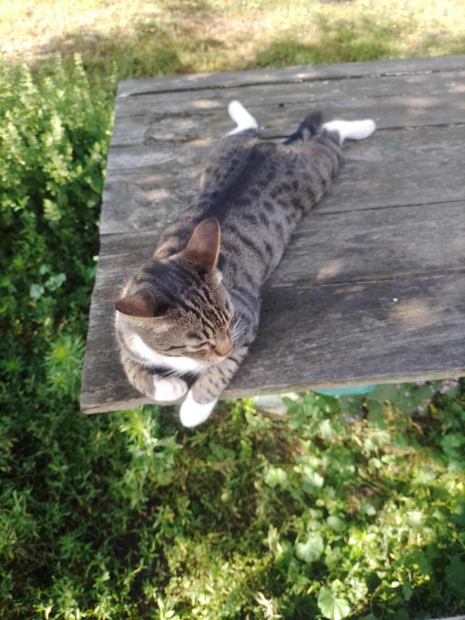 Cats, chickens, and garden life in a Ukrainian village