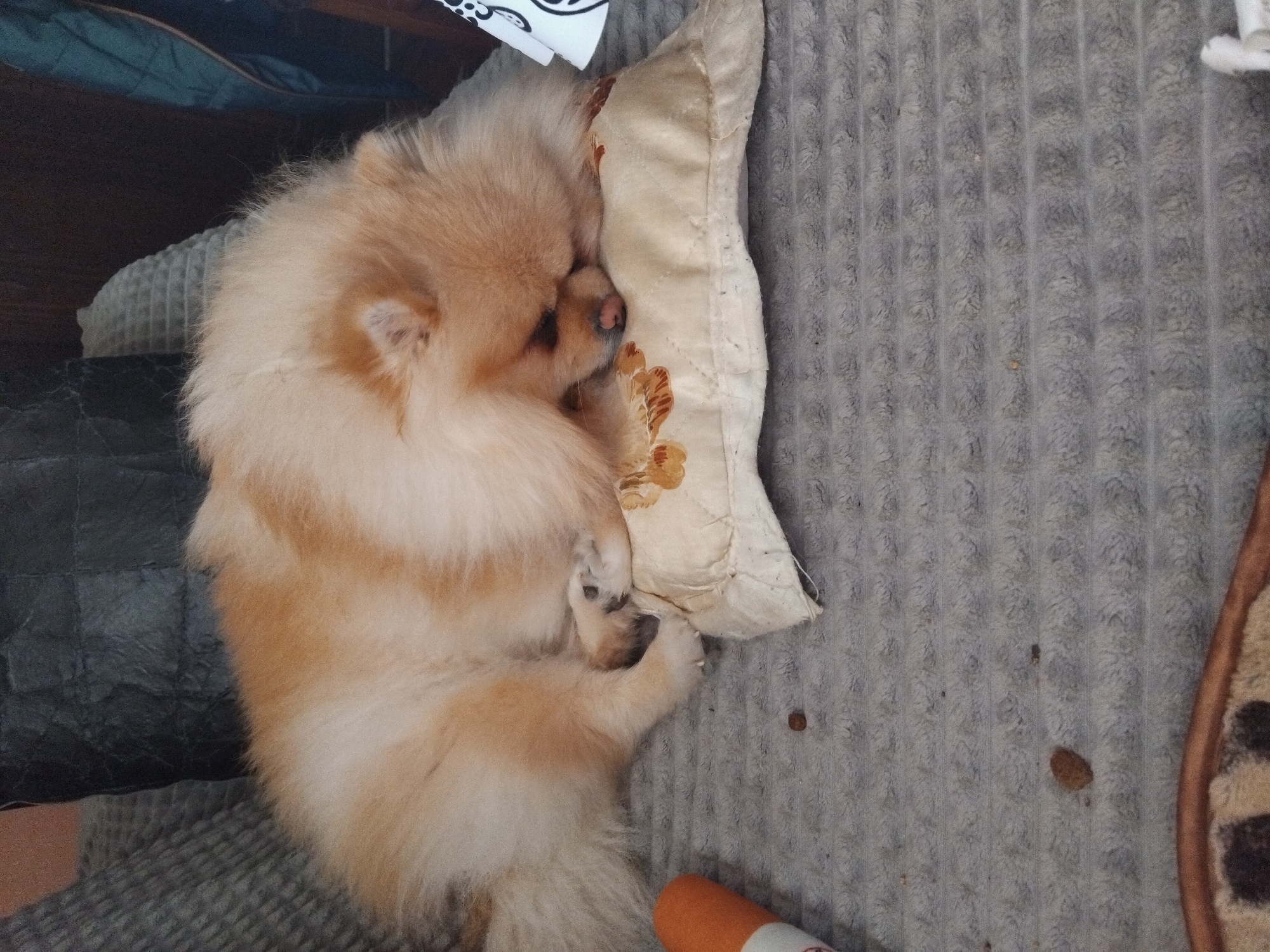 Pomeranian naps peacefully on couch in Bulgarian town