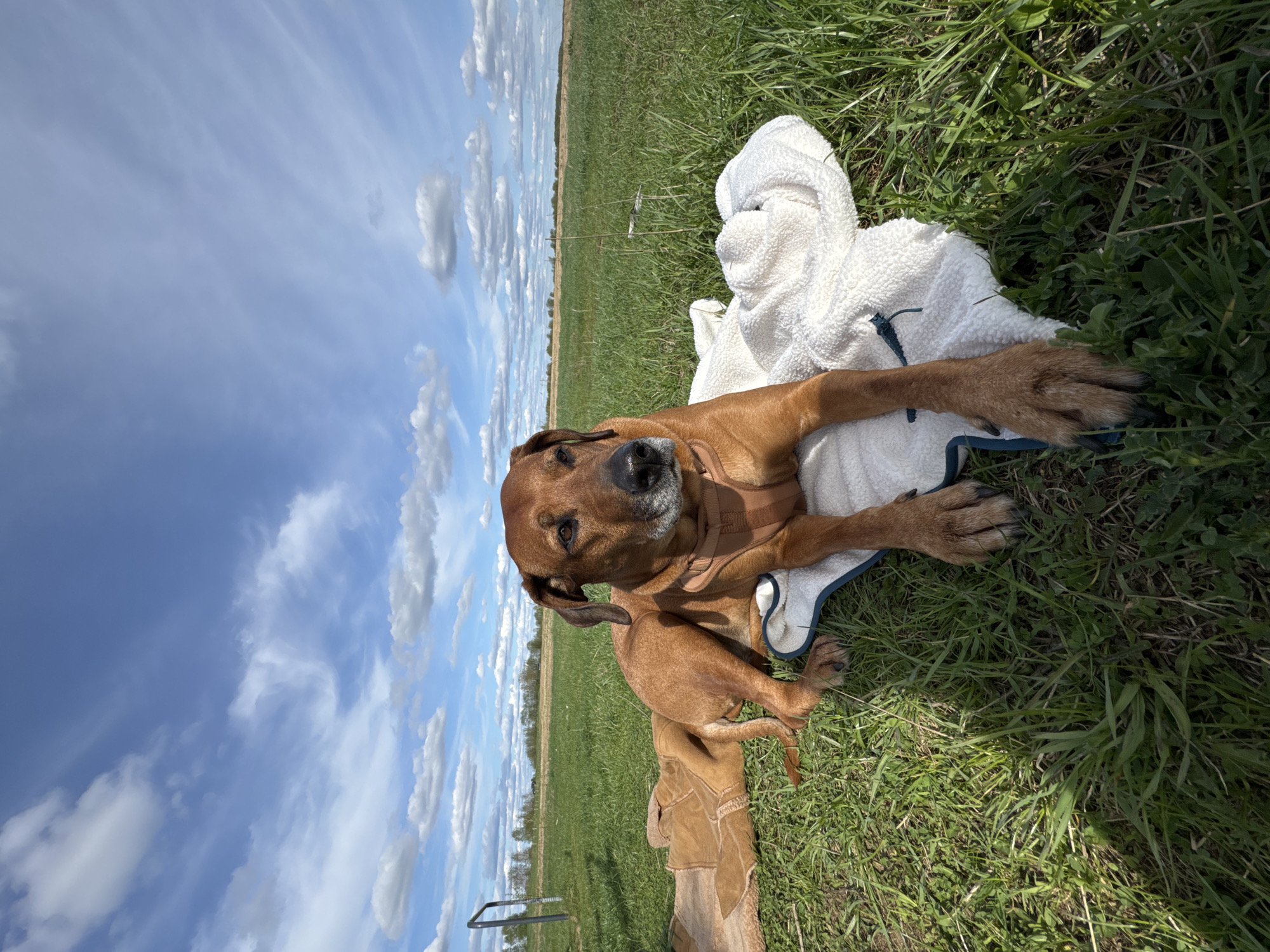 Woman does yoga with dog in Russian field