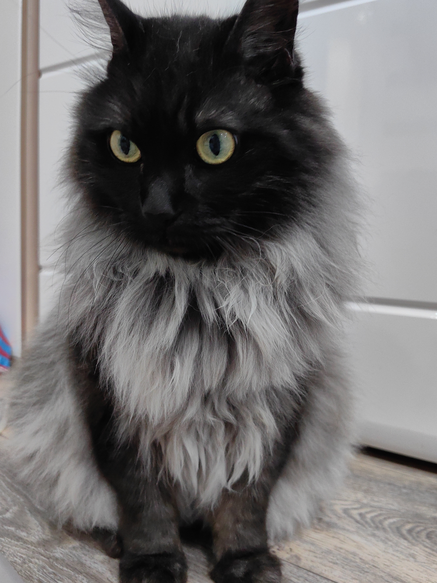 Family checkers night with curious cat in Sochi home