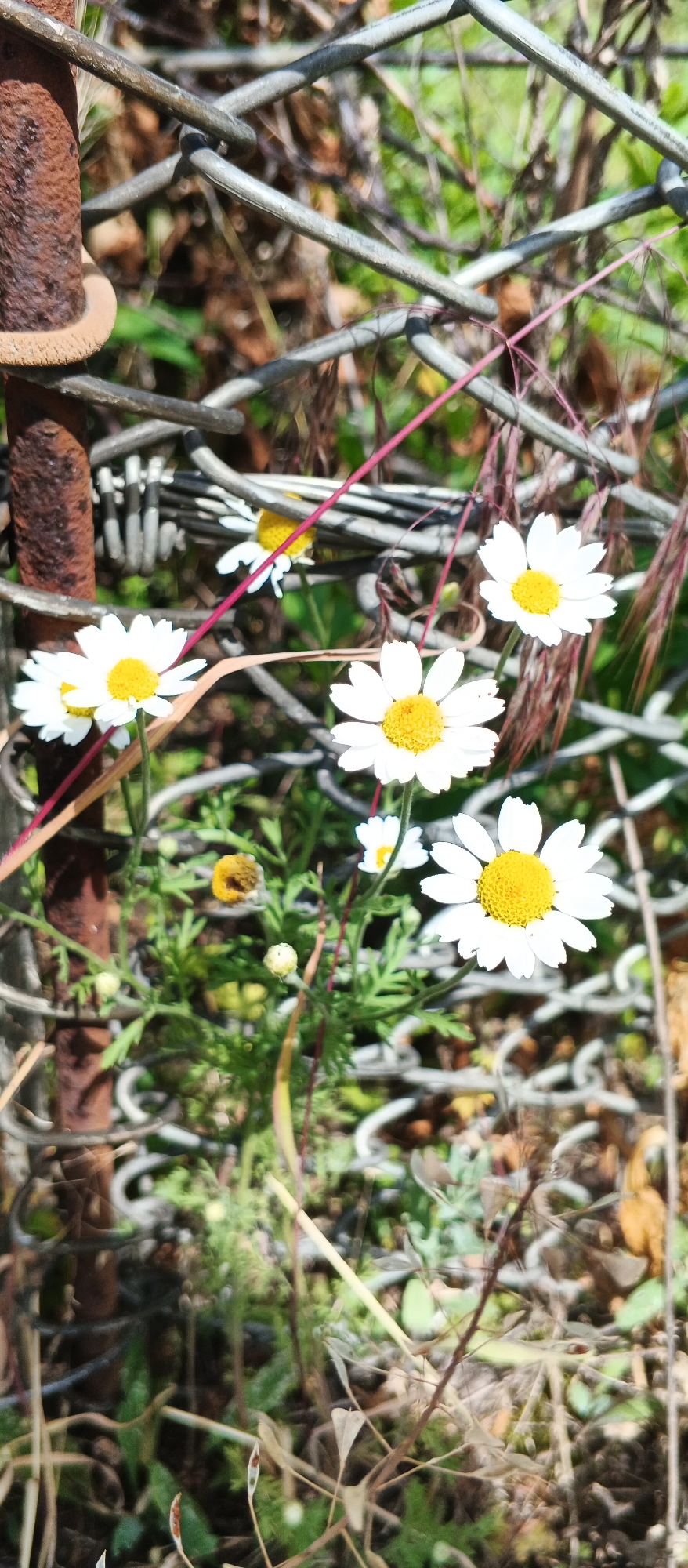 Garden blooms and tending in Smila, Ukraine