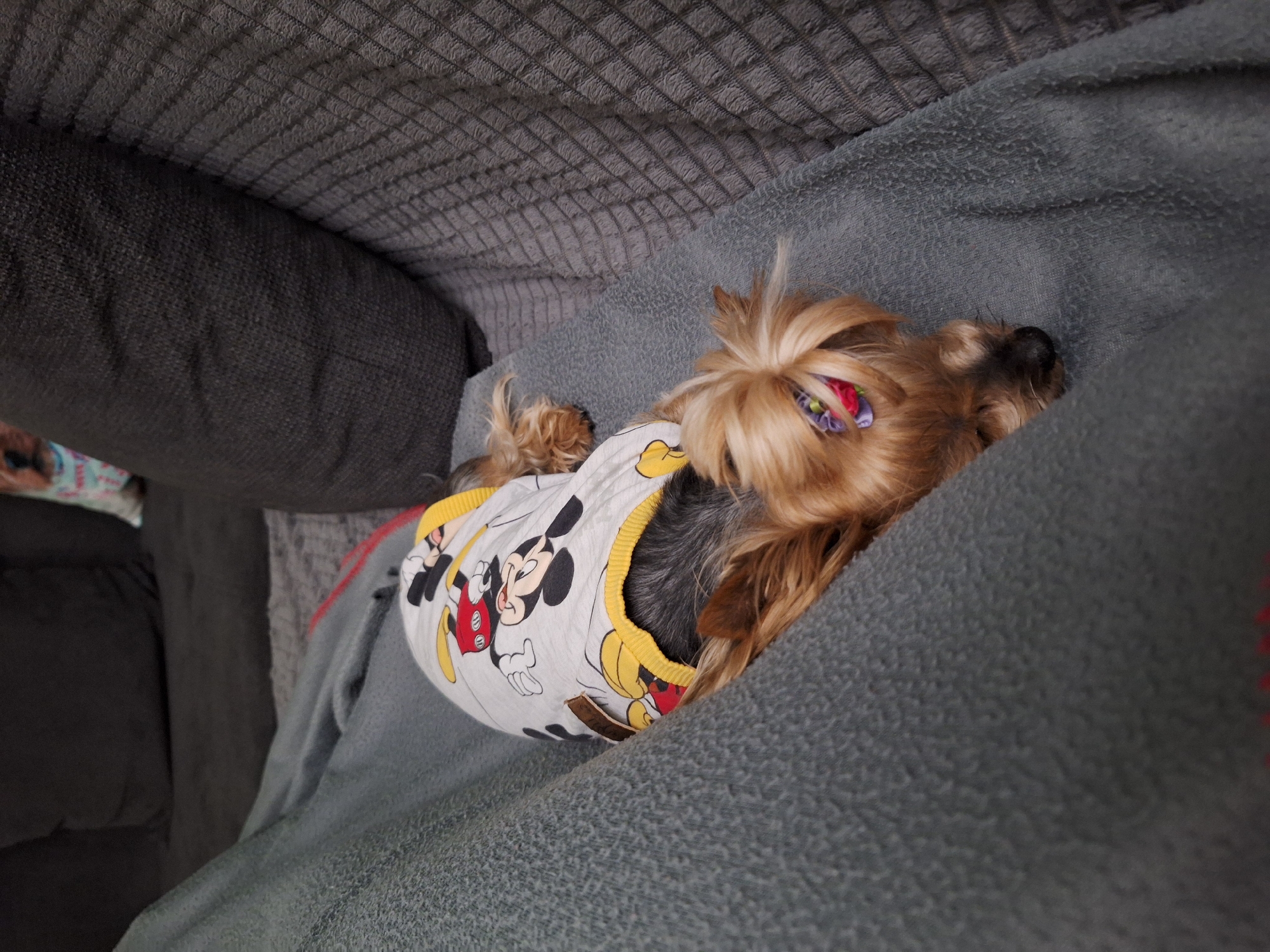 Yorkshire Terrier rests peacefully indoors in Montana, Bulgaria