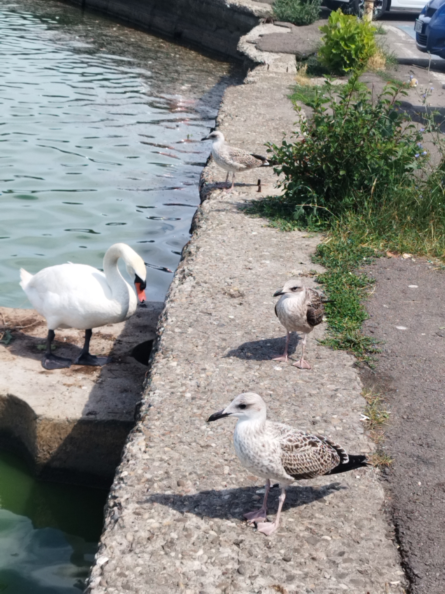Swans and wildlife along the Constanța waterfront