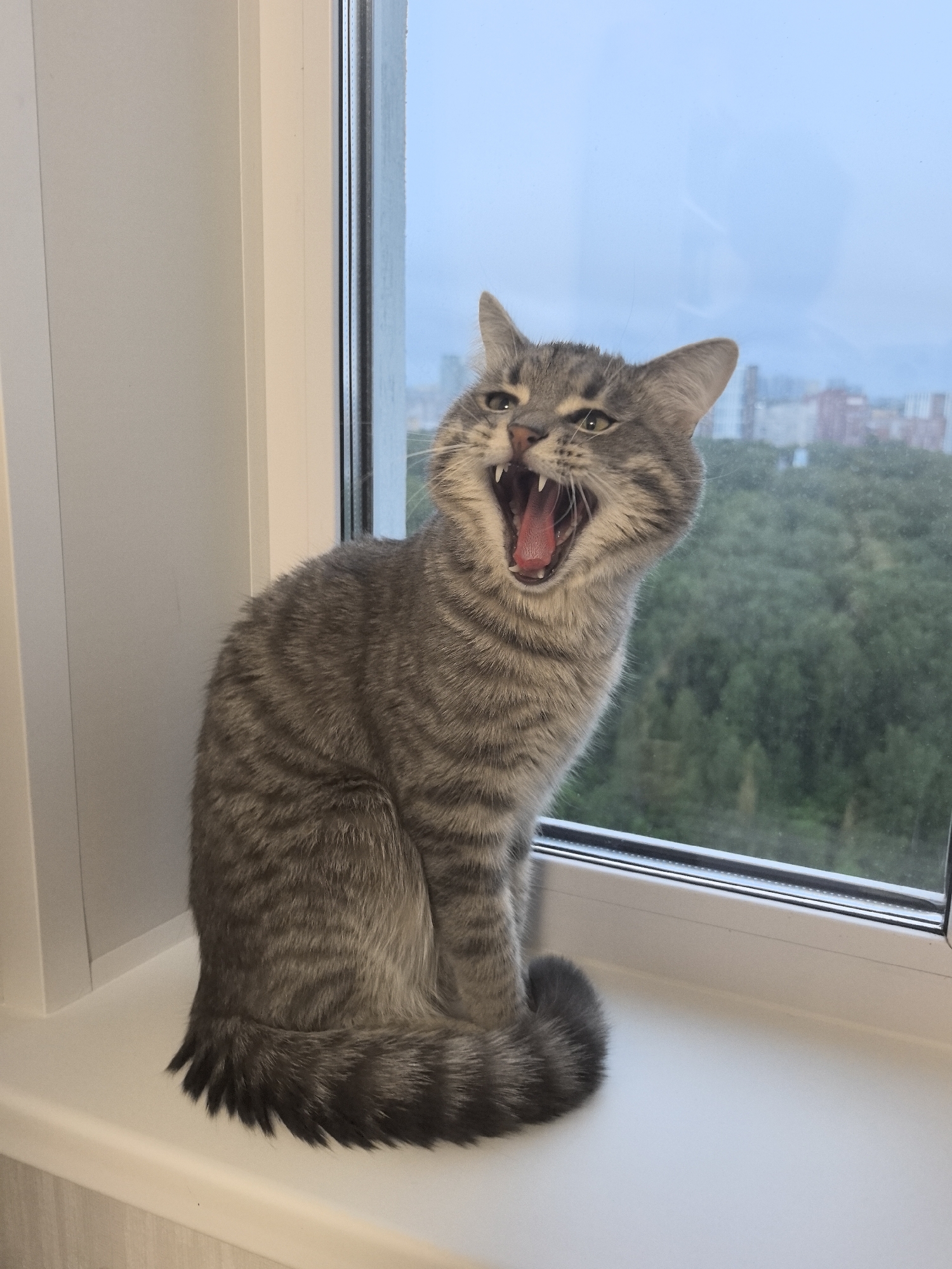 Tabby cat yawns on windowsill overlooking Perm cityscape