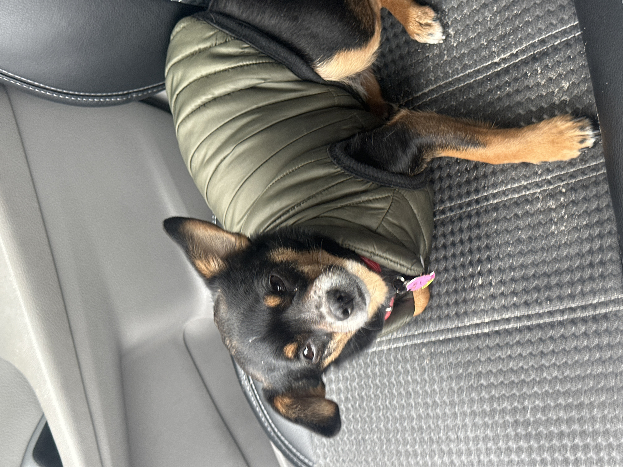 Small dog in green vest spotted in car near Kyiv apartments