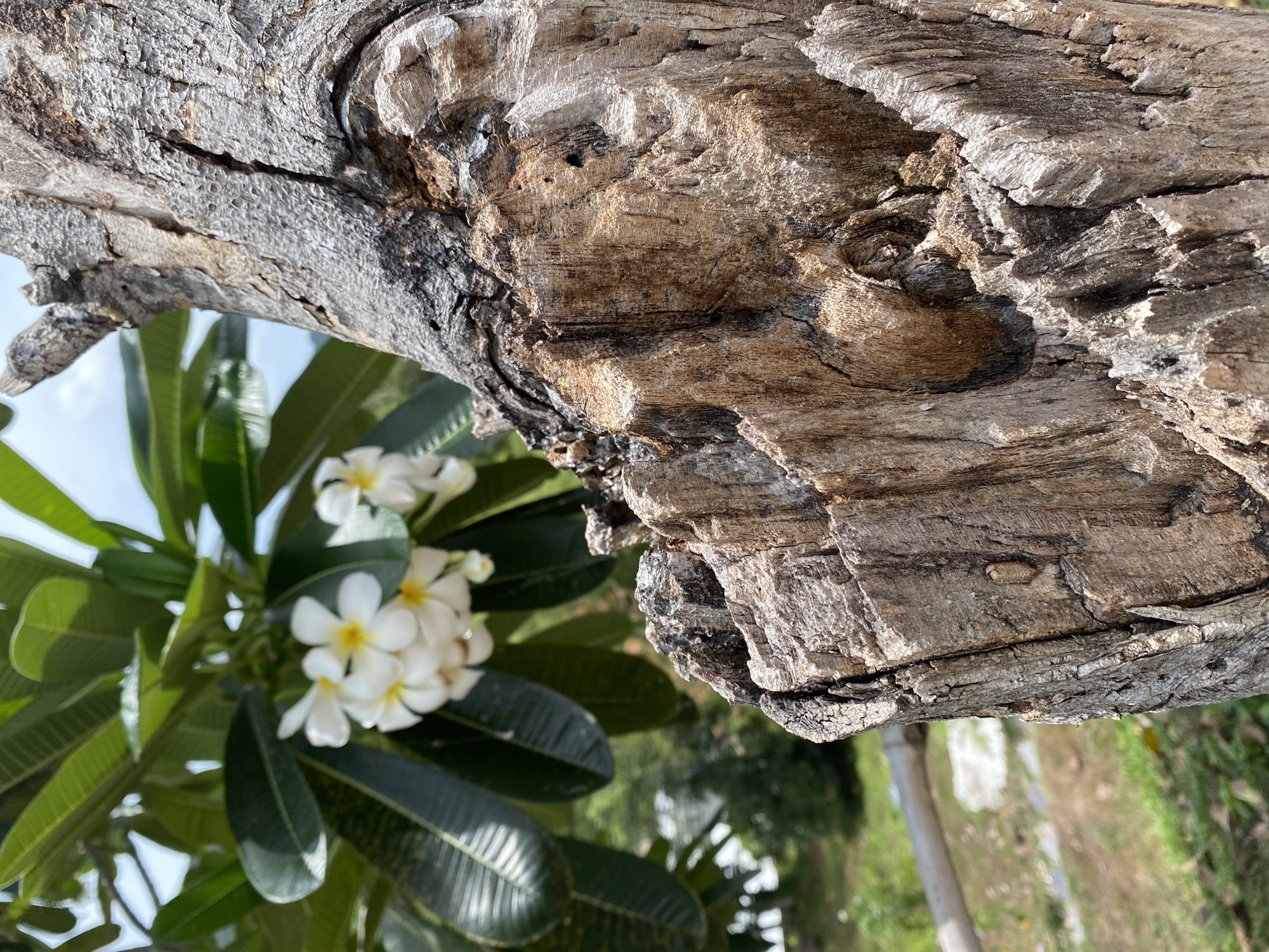 Morning observations of fish, flora, and pets in Thailand