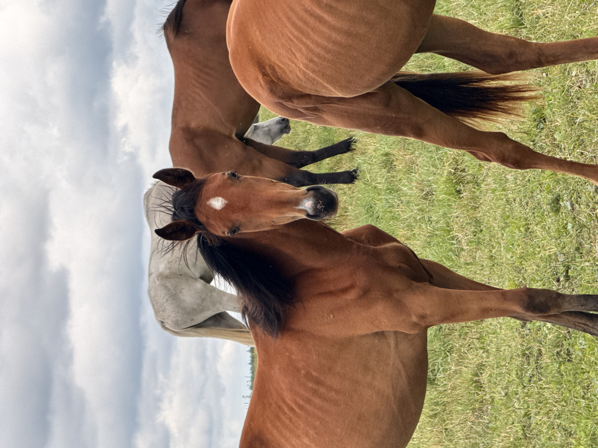 Horses and foal graze in a Lithuanian field on a cloudy day