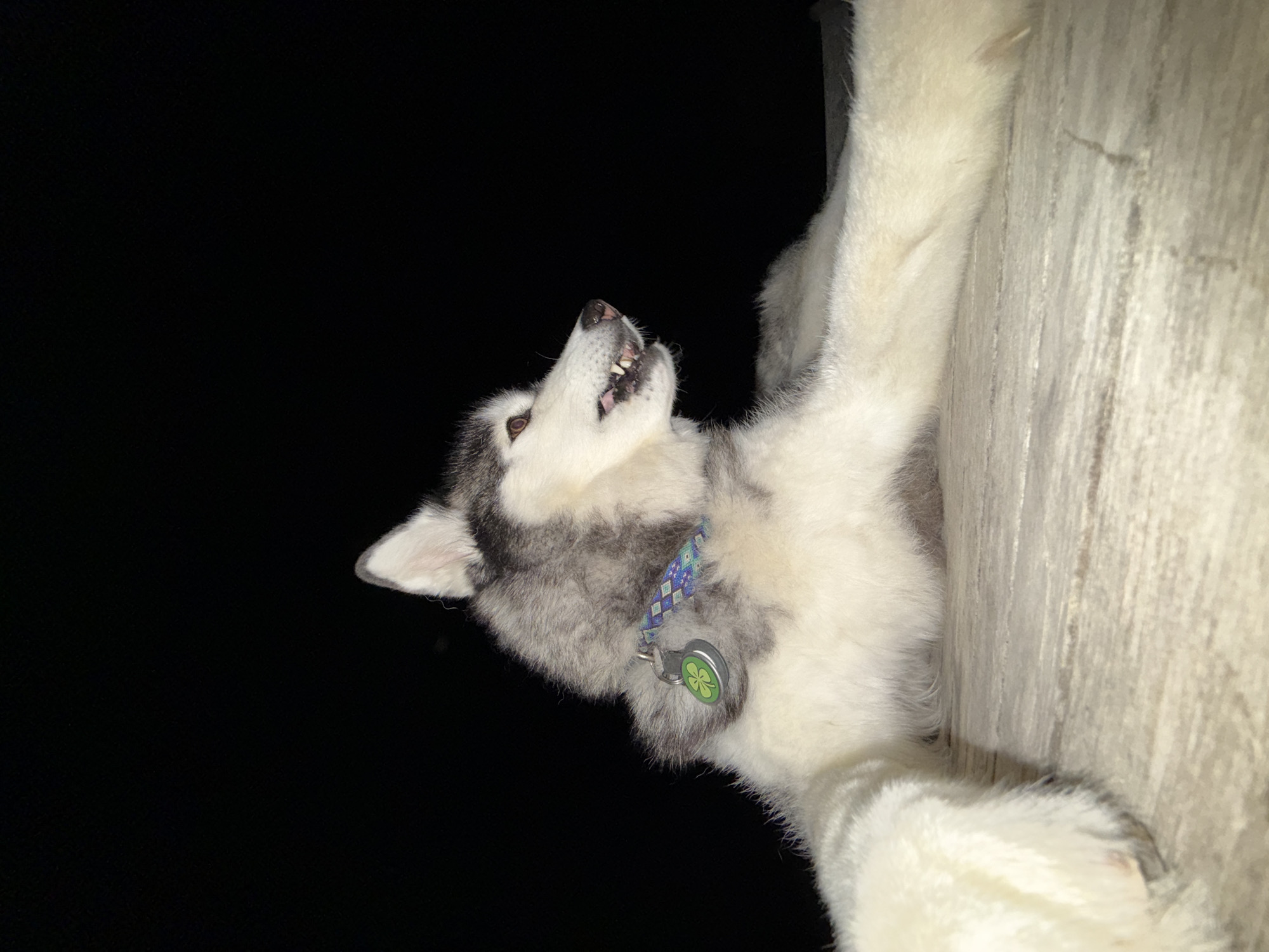 Evening moments with husky captured in French coastal town