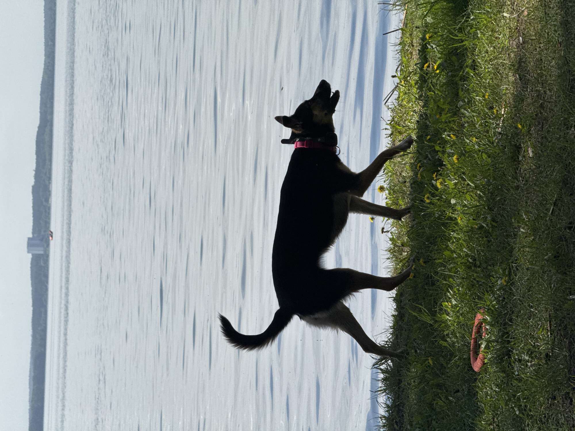 Lakeside leisure moment with dog in rural Belarus