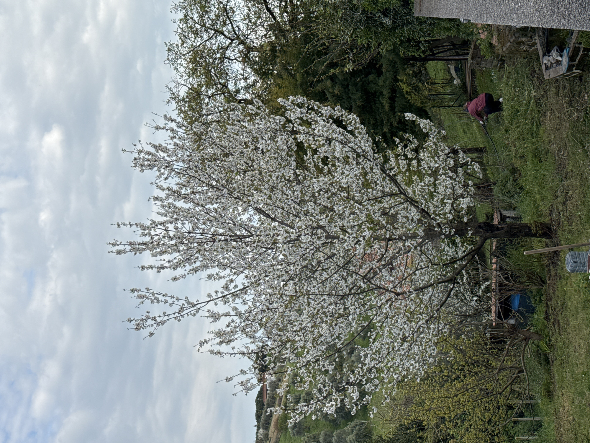 Person tends garden under flowering tree in Italy