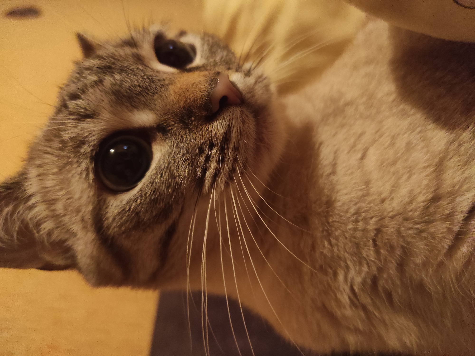 Tabby and Siamese cats at home in Poltava