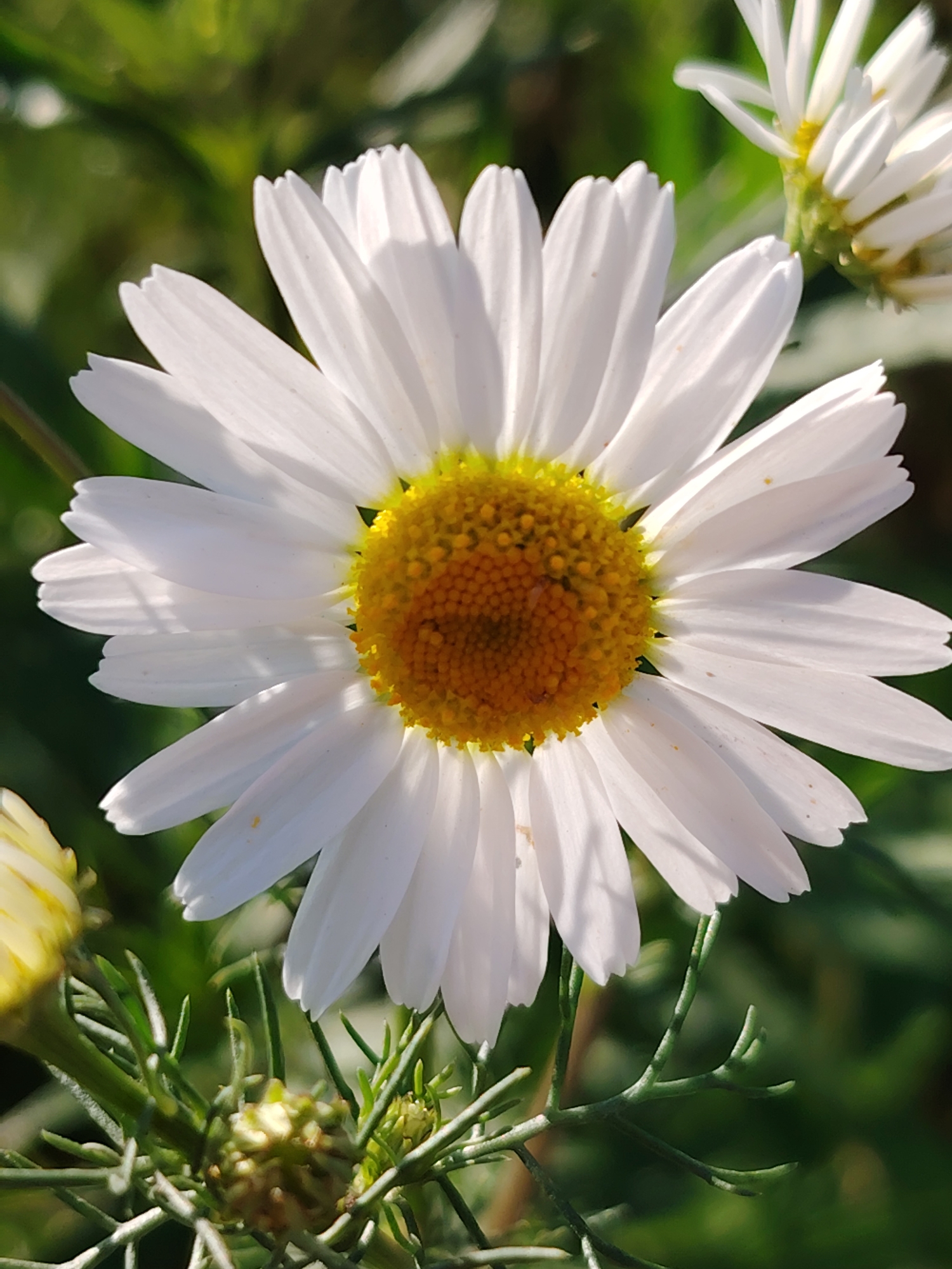Wildflower macro shoot in Balashikha, with a corgi cameo