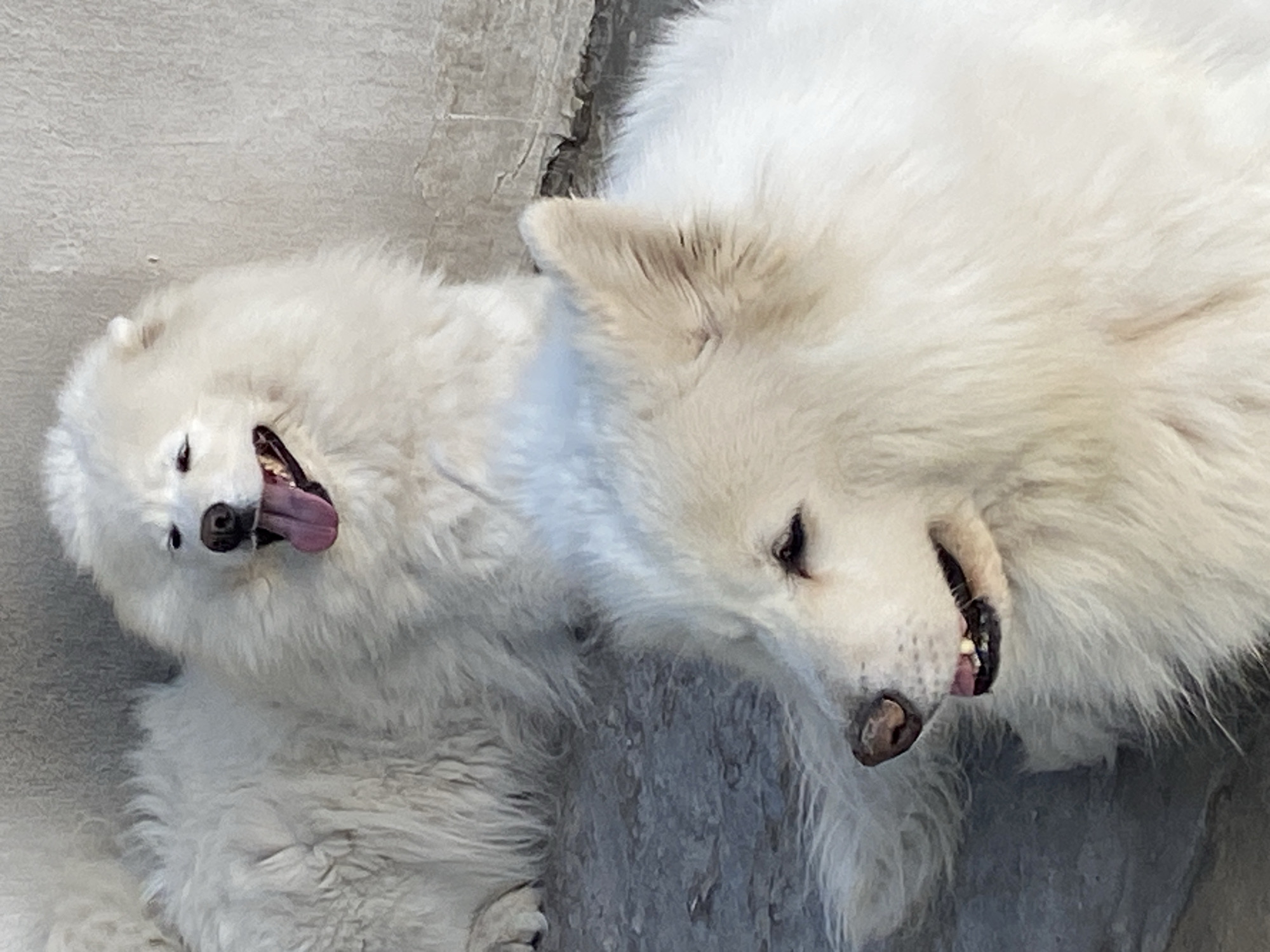 Two Samoyed dogs resting on a gray surface, tongues out