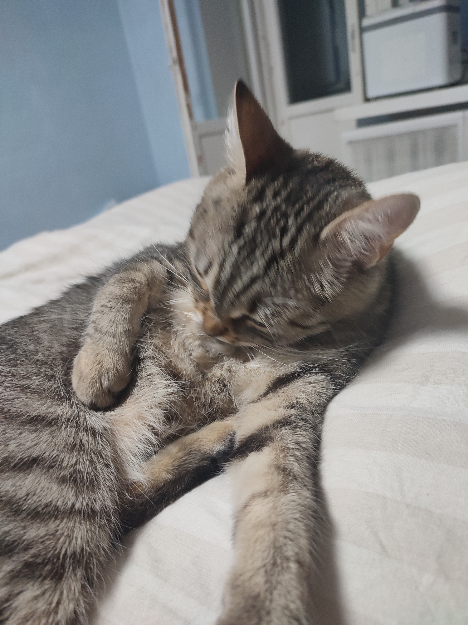 Man and tabby cat photographed together indoors