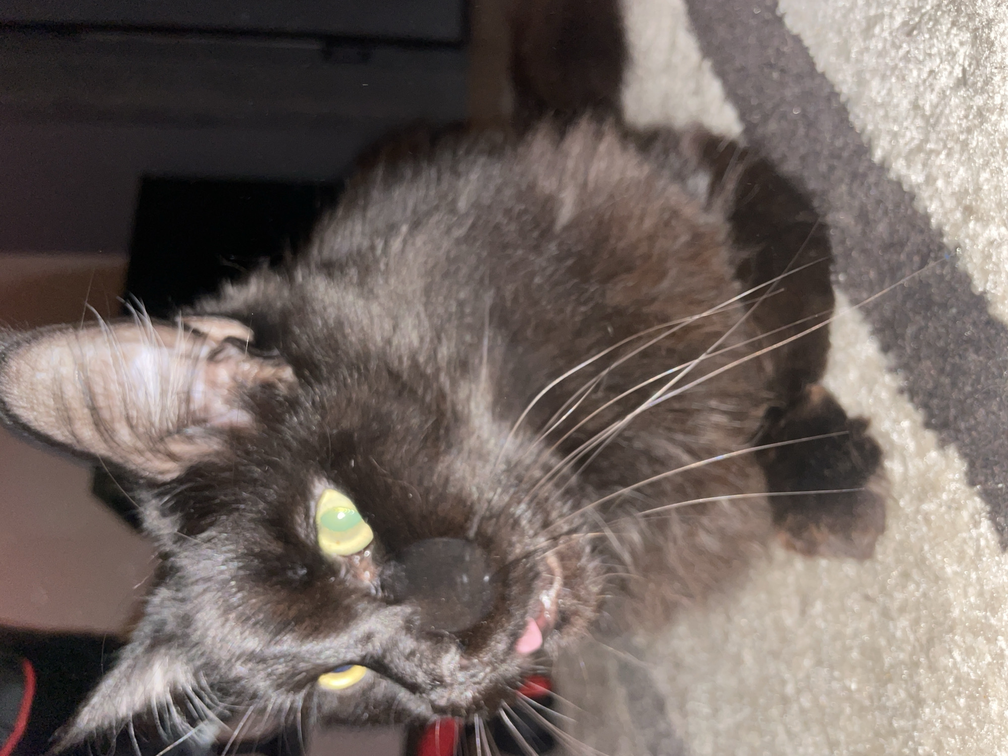 Black cat photographed in home setting in Chaikovsky