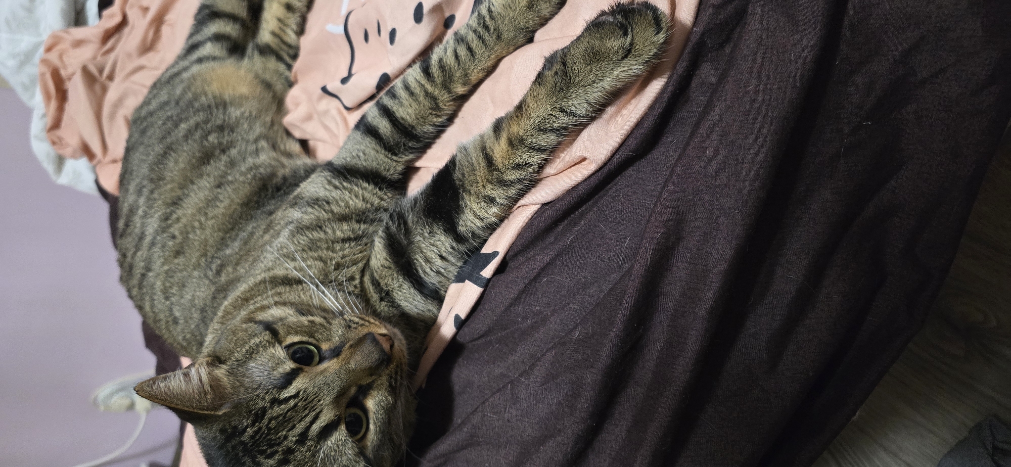 Evening home life documented with pets in Burgas