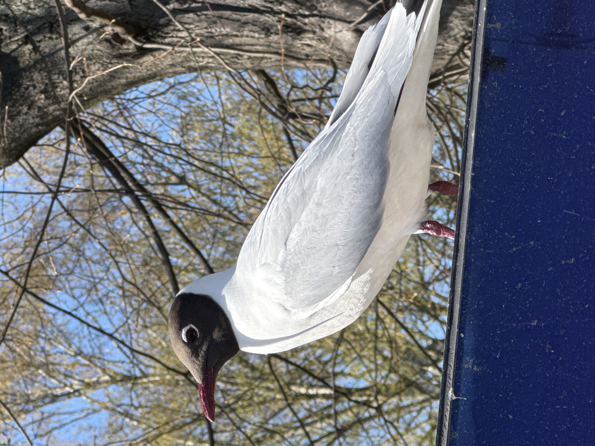 Two gulls spotted perching in Boston, UK Tuesday afternoon