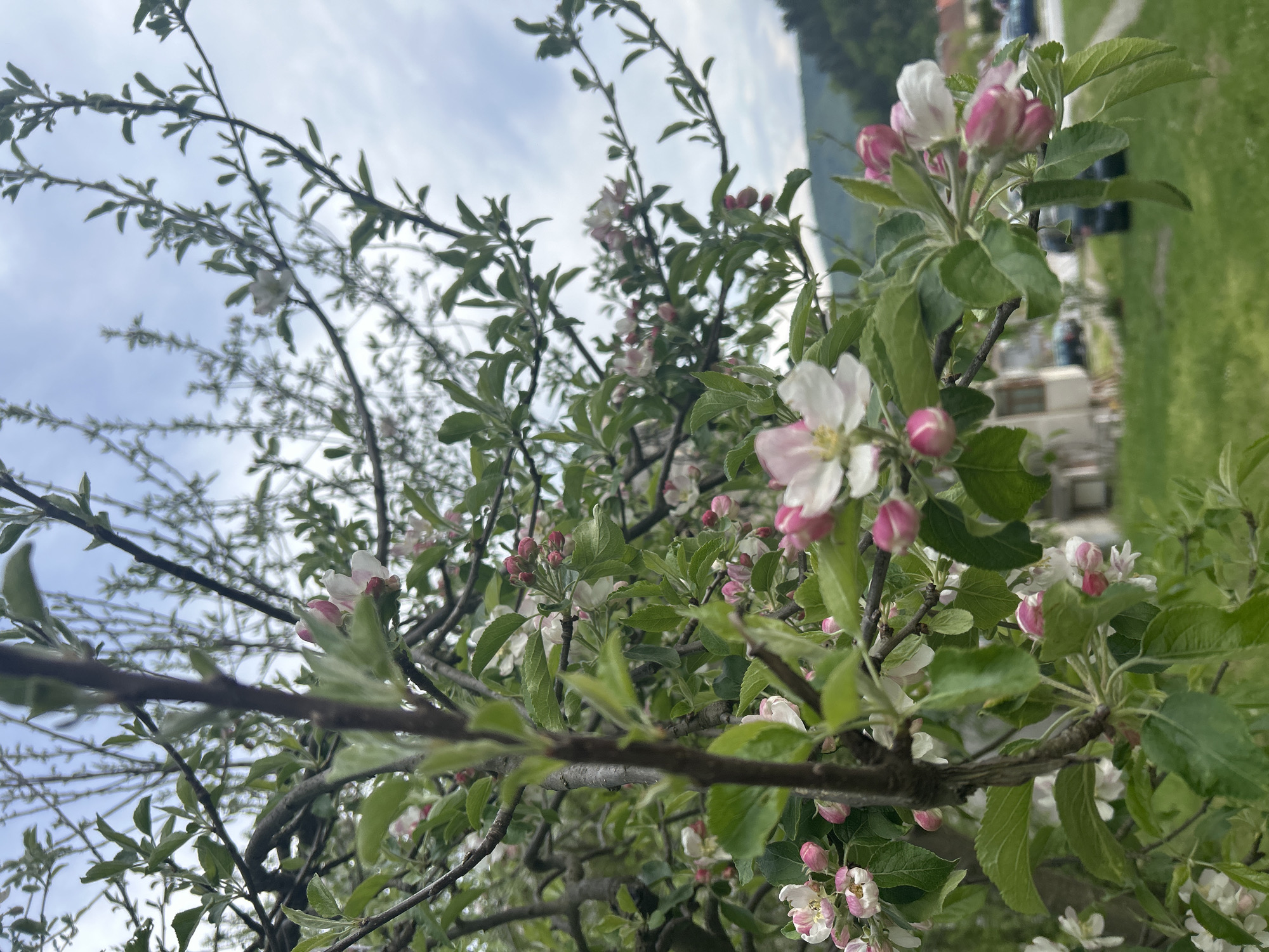 Spring blooms documented in Tryavna, Bulgaria