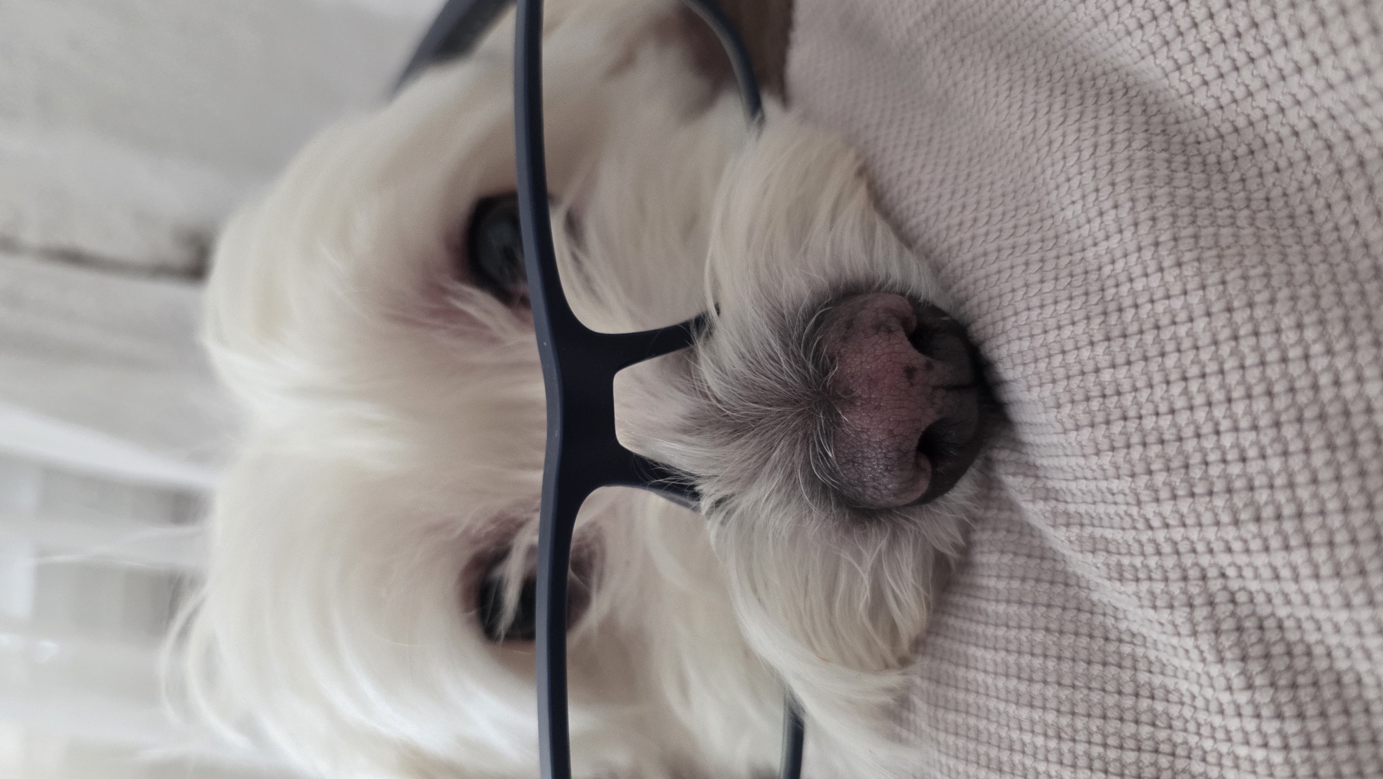 Fluffy white dog dominates a lazy Blagoevgrad morning at home