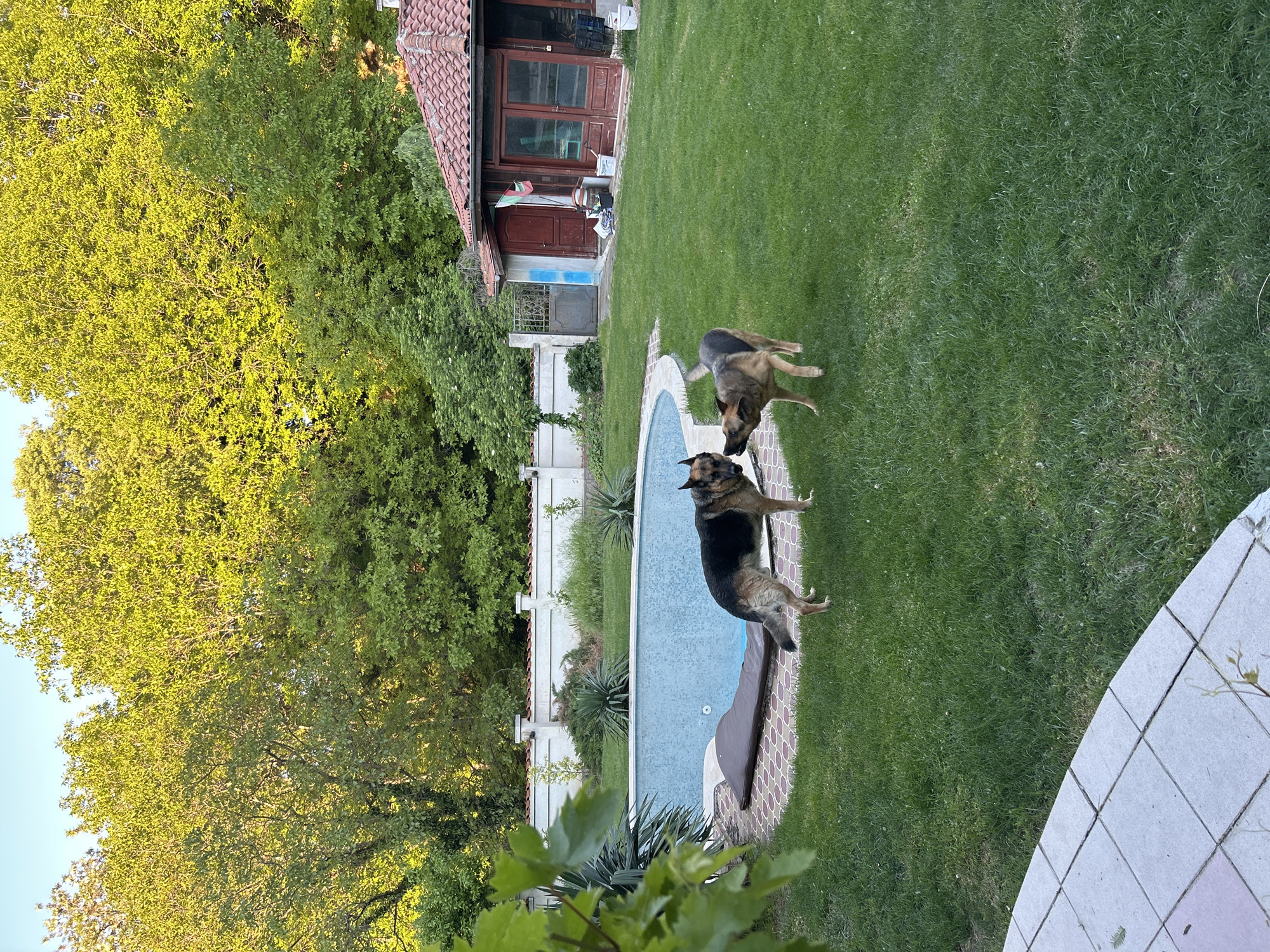 German Shepherds play in backyard near pool in Markovo
