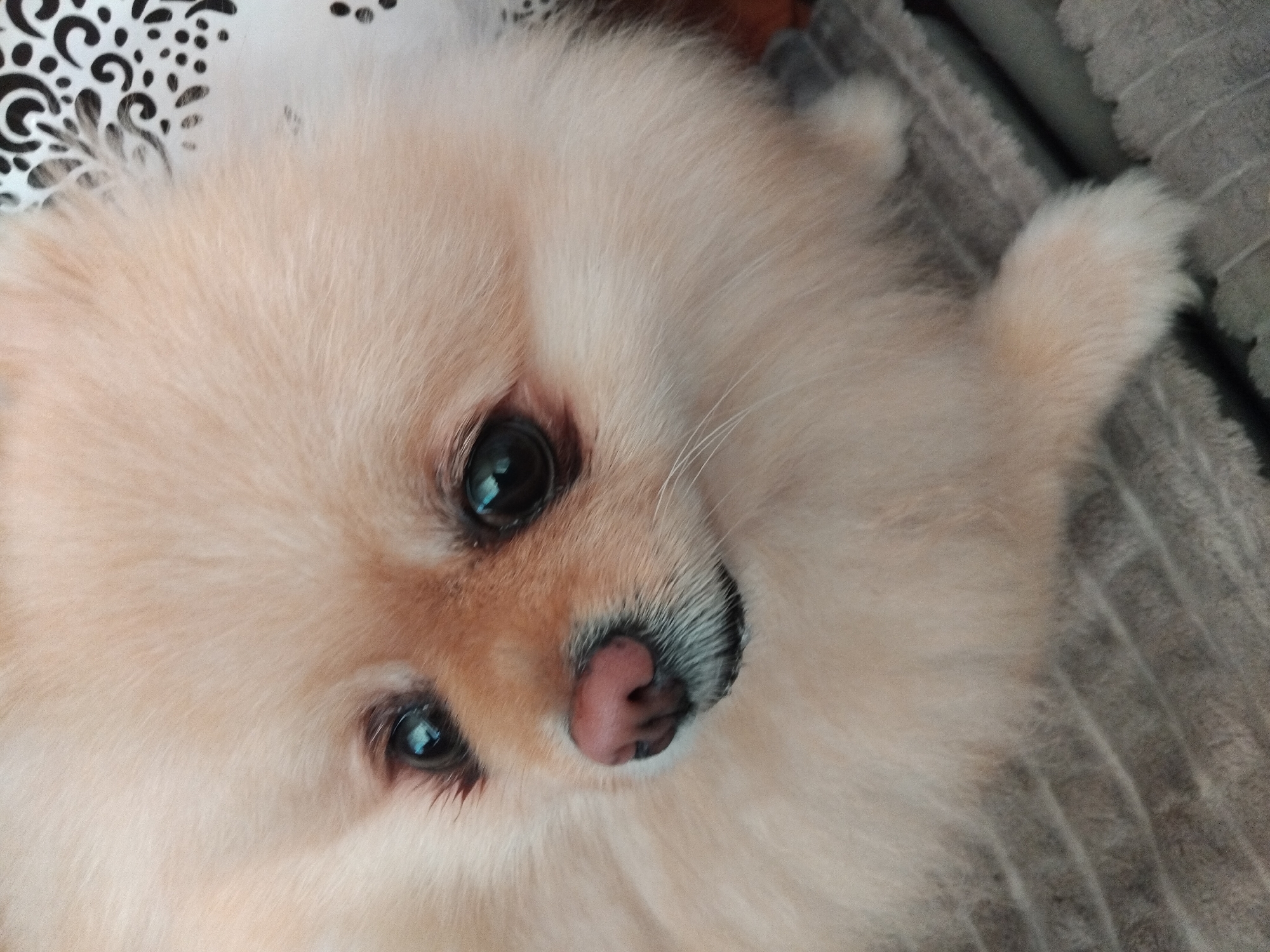 Pomeranian dog photographed sleeping peacefully in Apriltsi, Bulgaria