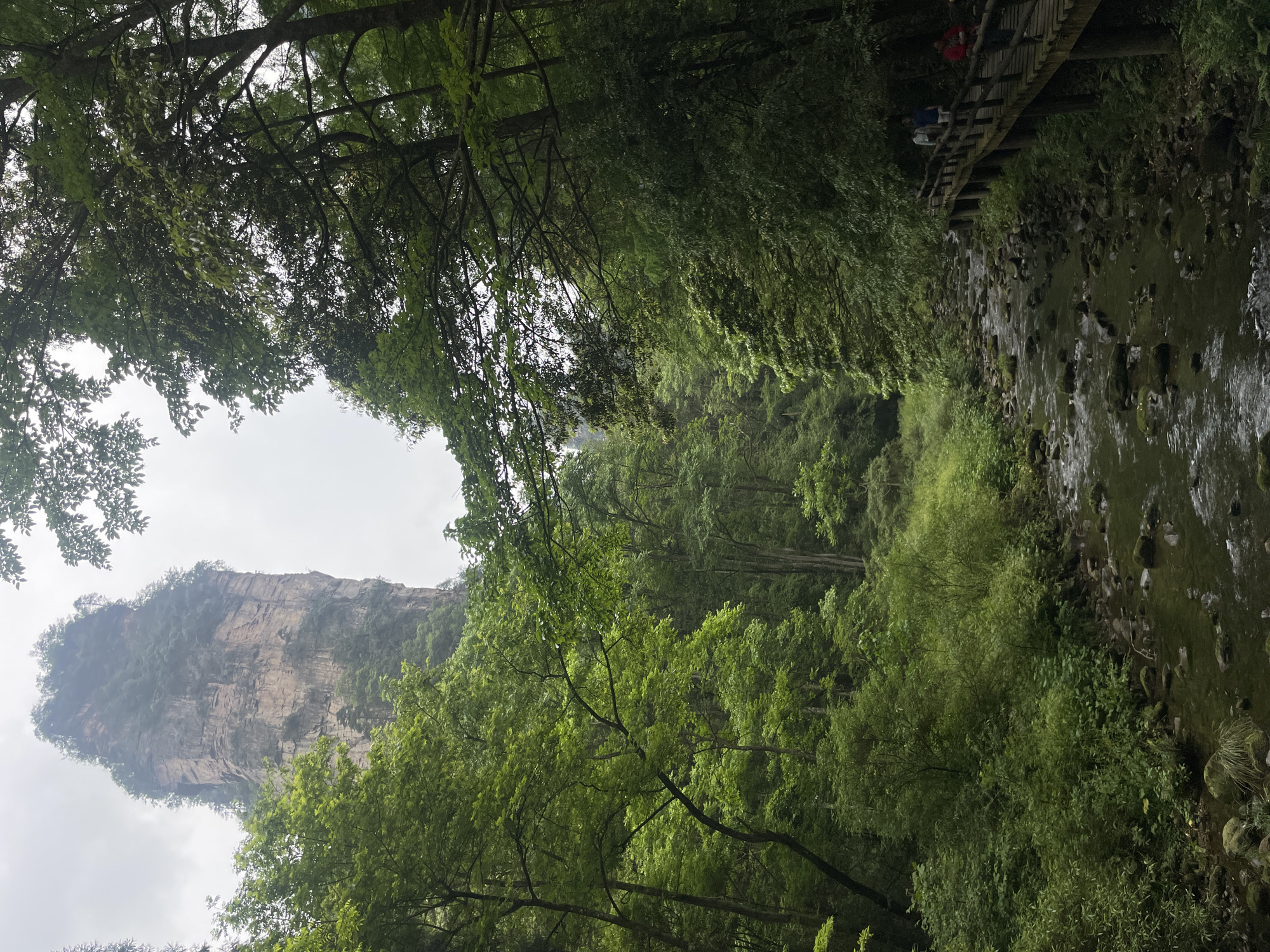 Morning visitors explore forest paths and bridges in Luoguta