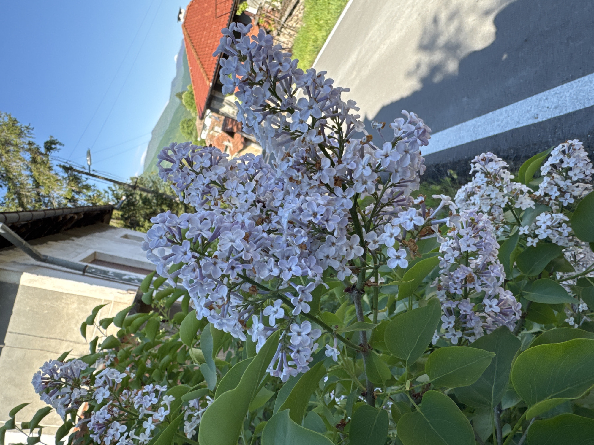 Spring lilacs bloom in Bulgarian mountain town