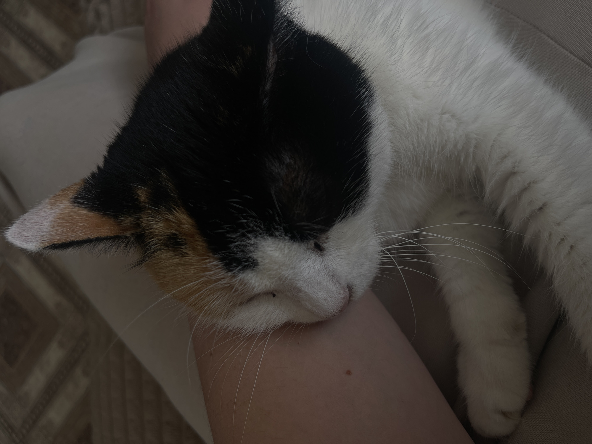 Person shares quiet morning moments with calico cat in Zhigalki