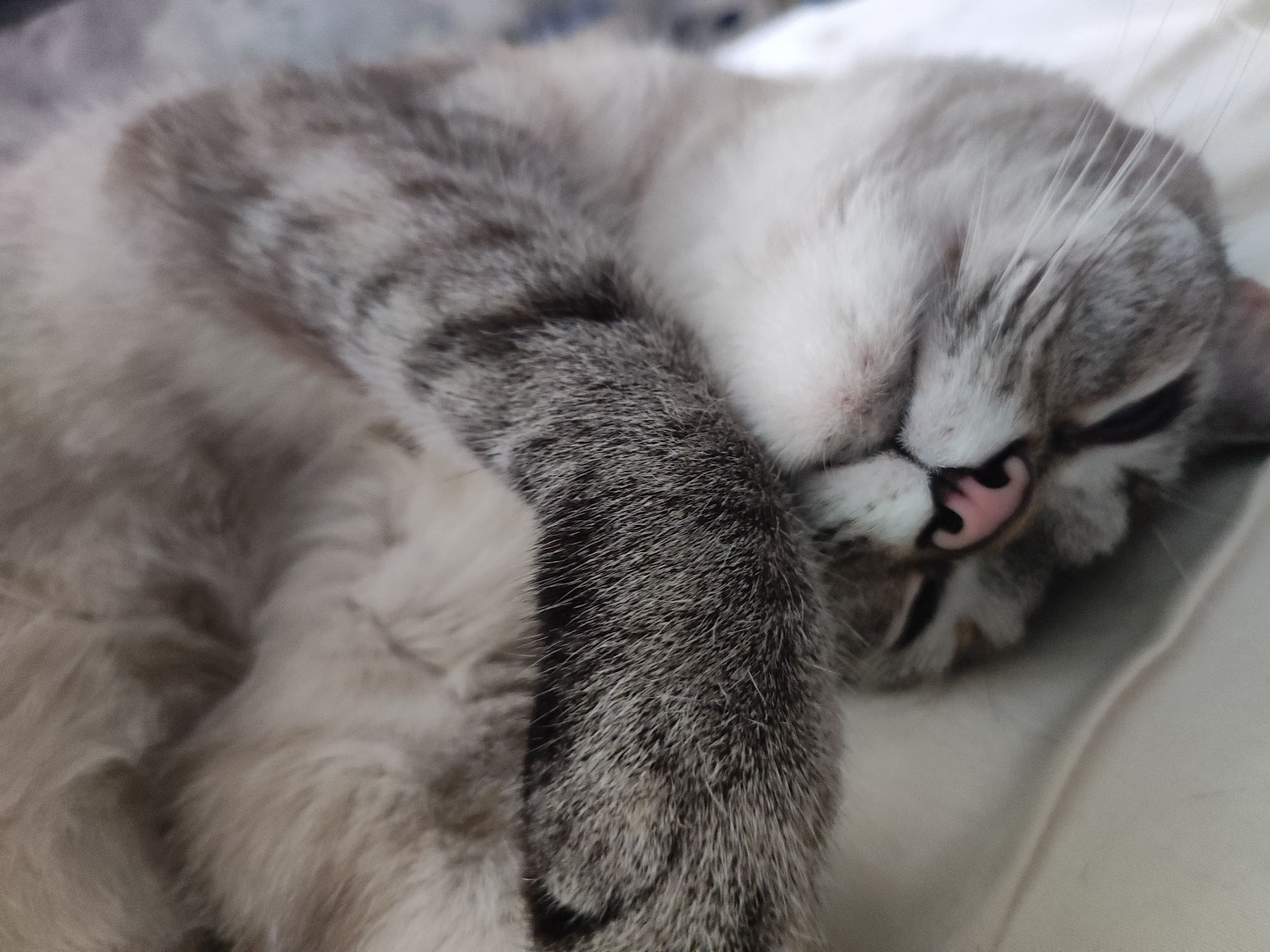 Cats at rest, photographed close-up in Moscow