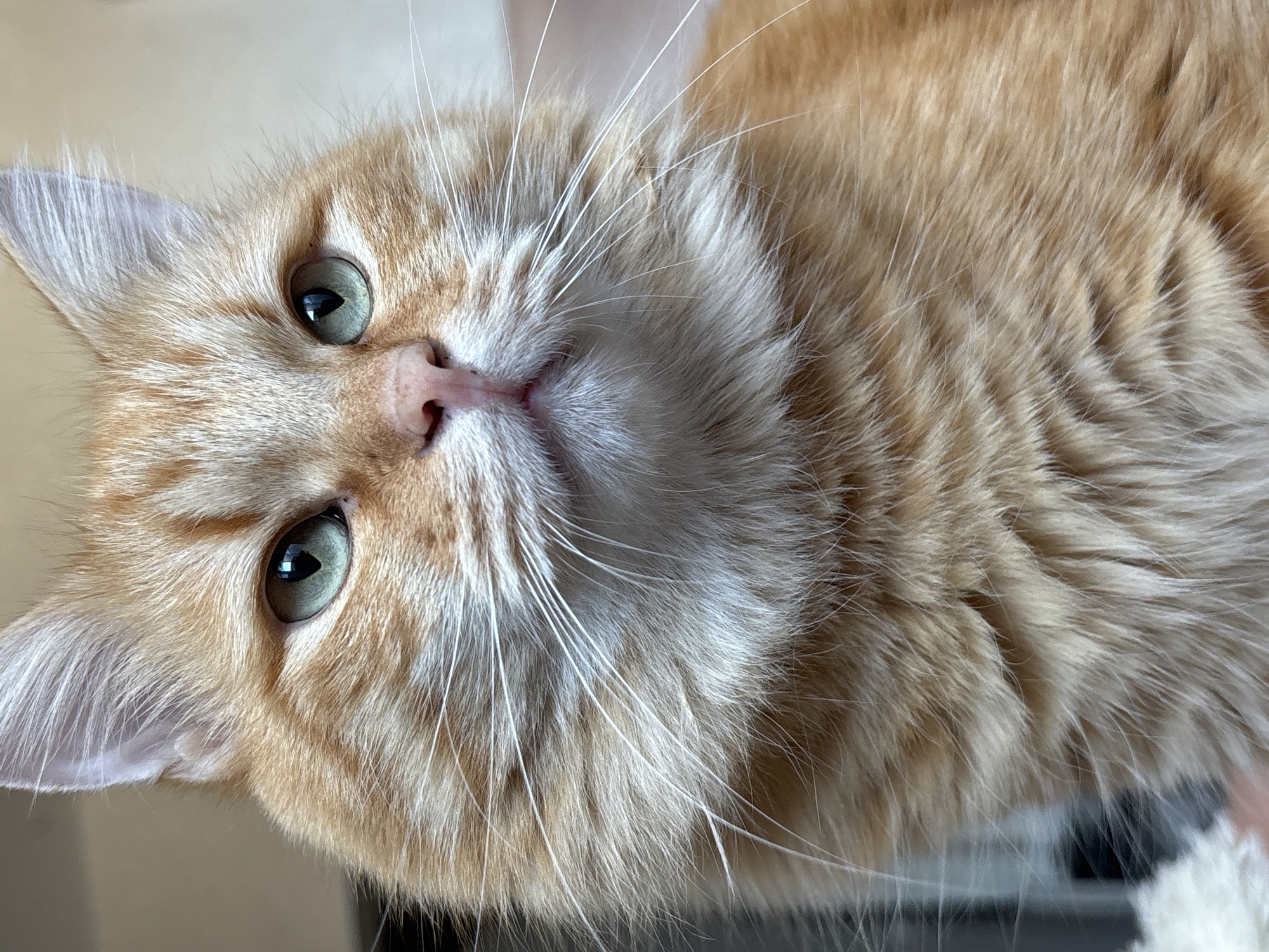 Orange tabby cat portrait, green eyes and fluffy mane