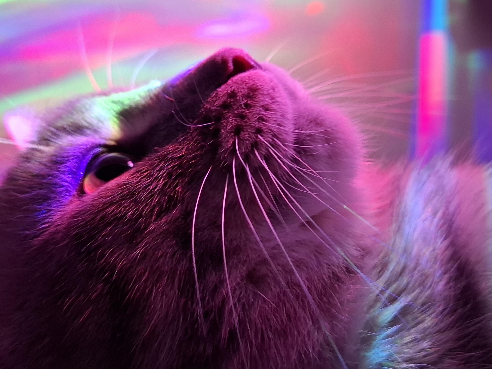 Cats photographed under neon lights in Novi Sad