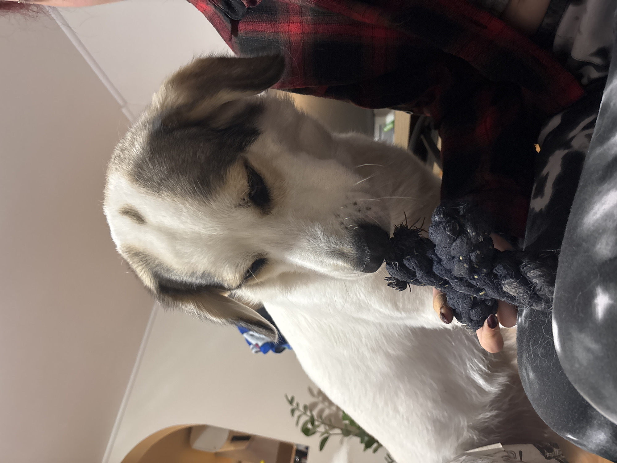 Quiet evening moments with pets captured in Asenovgrad home