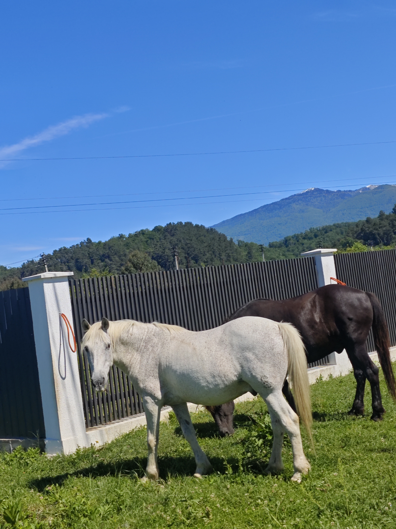 Horses graze peacefully in Abkhazia pasture