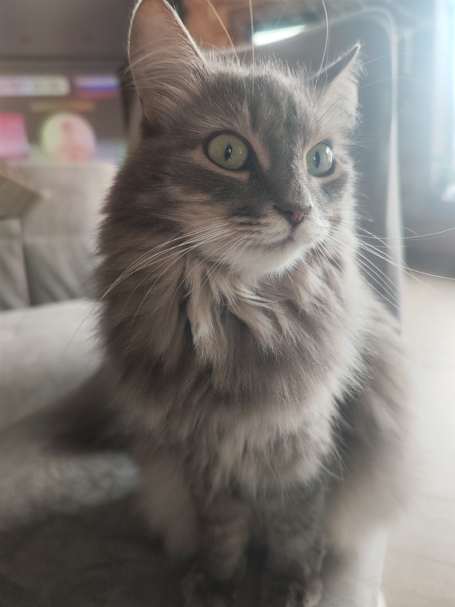 Gray tabby cat observed lounging at Chaikovsky residence